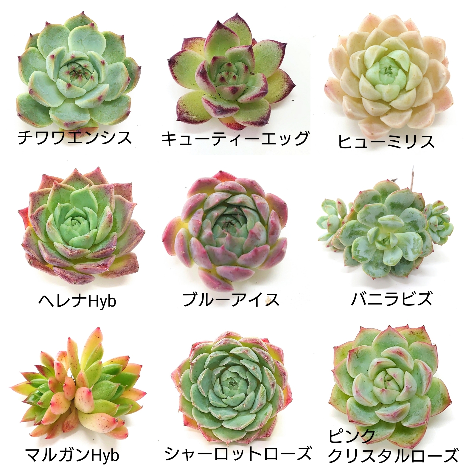 10月27日商品ラインナップ更新です。