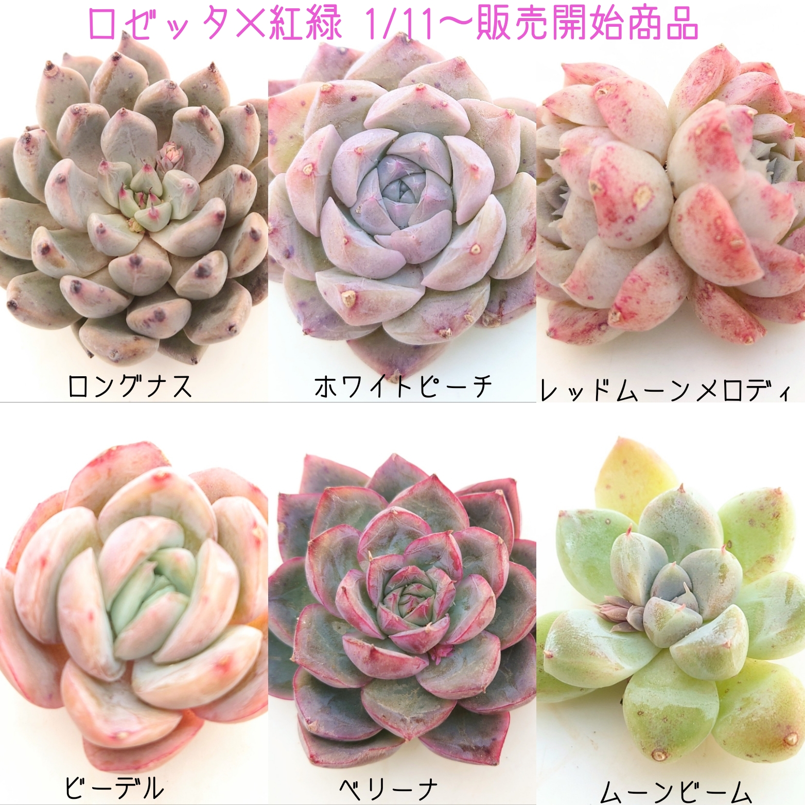 1/11商品ラインナップ更新します。