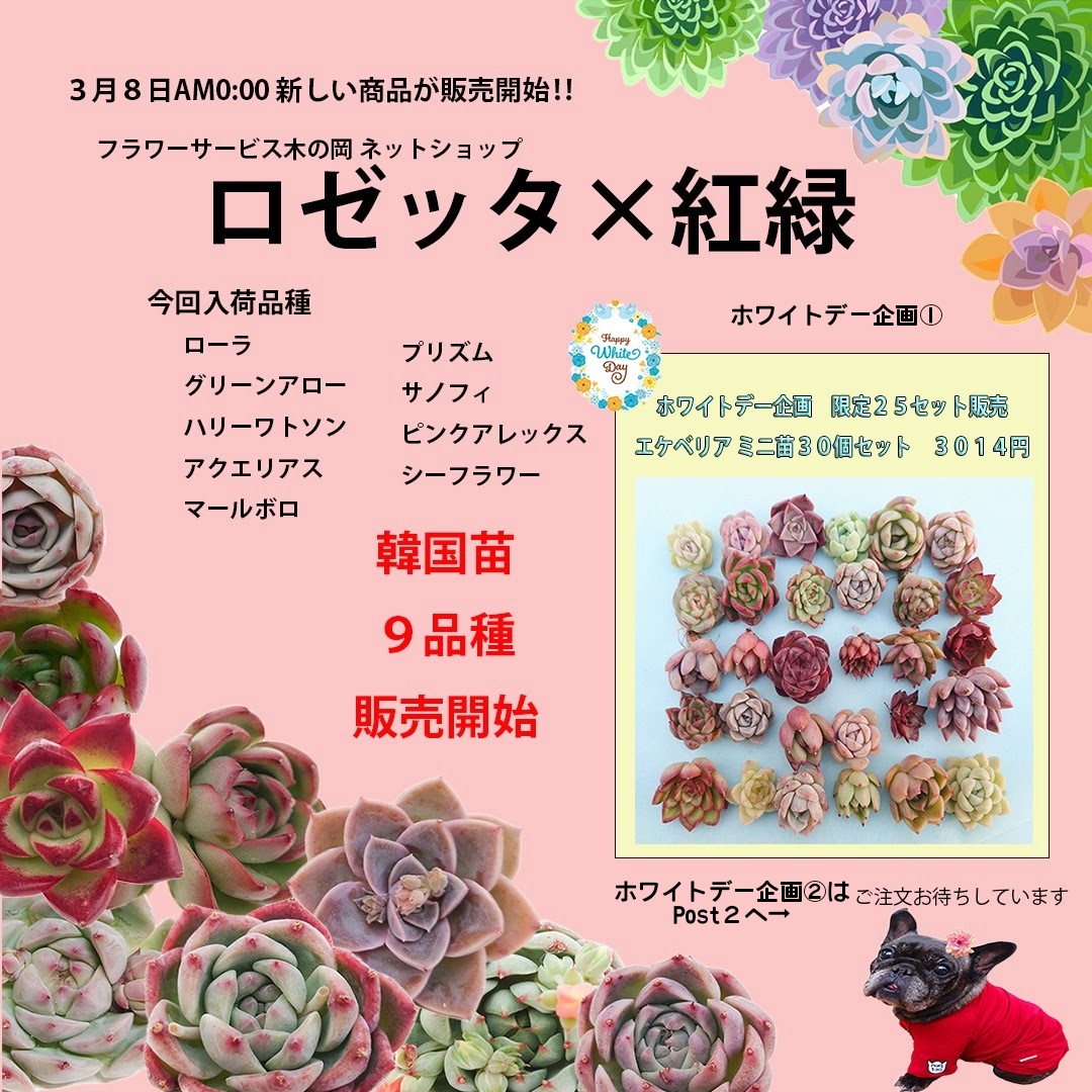 3/8 ホワイトデー企画&新商品入荷の御知らせ