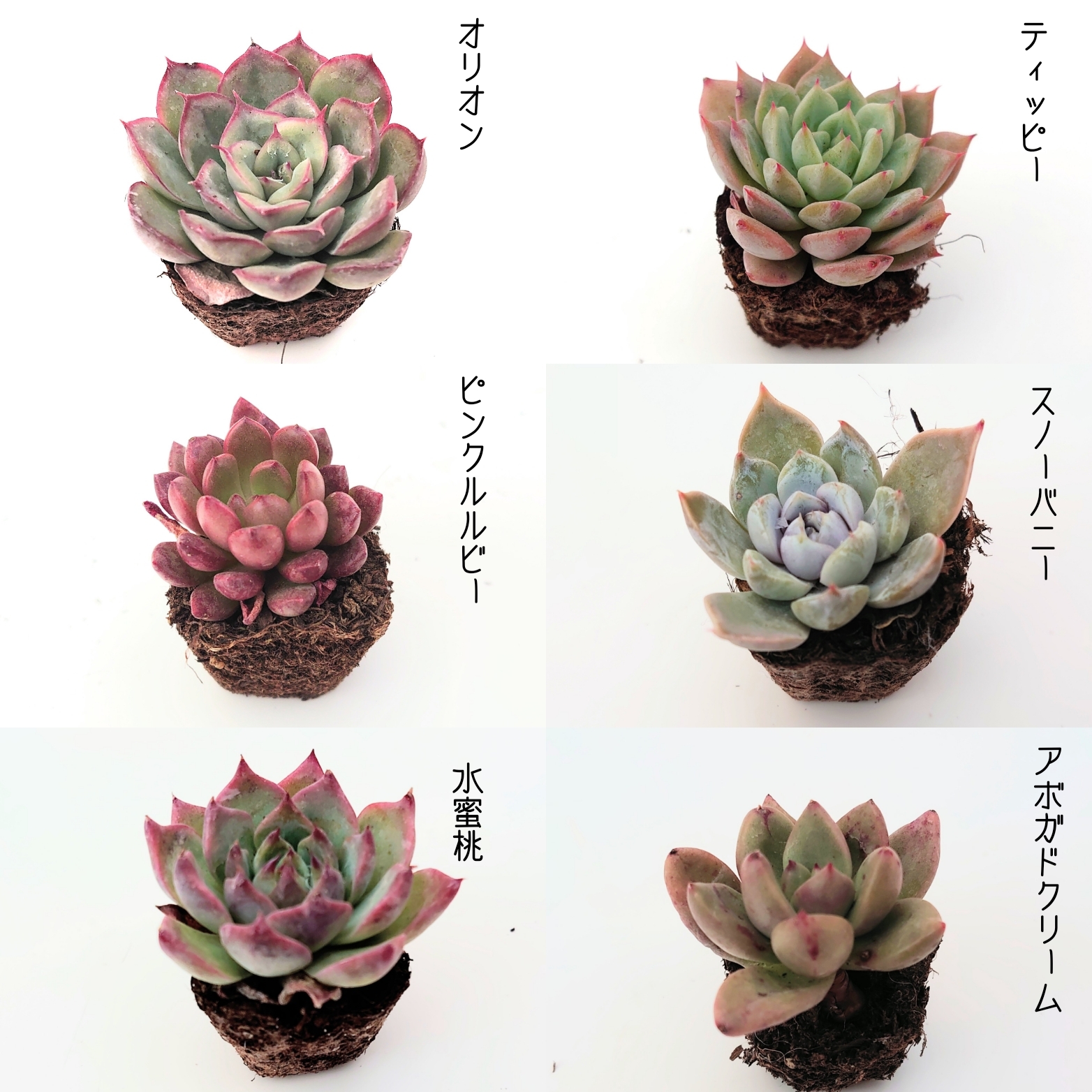 1月26日ラインナップ更新です😆