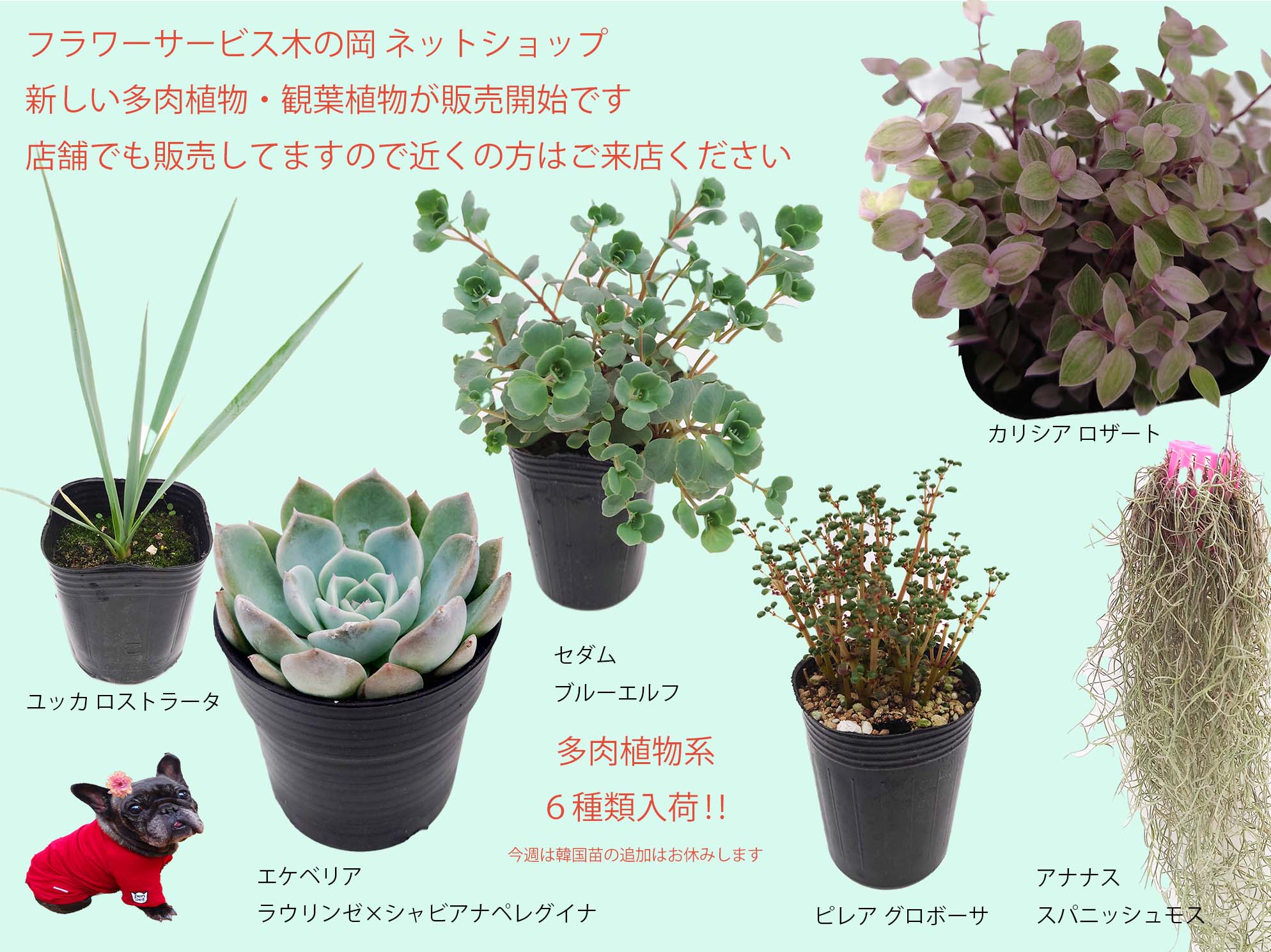 6/28 商品ラインナップ更新