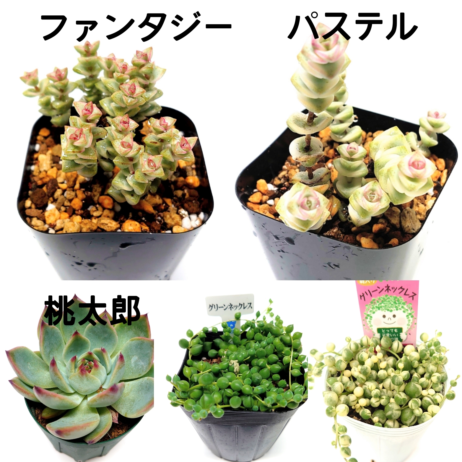 7月21日商品ラインナップ更新します。