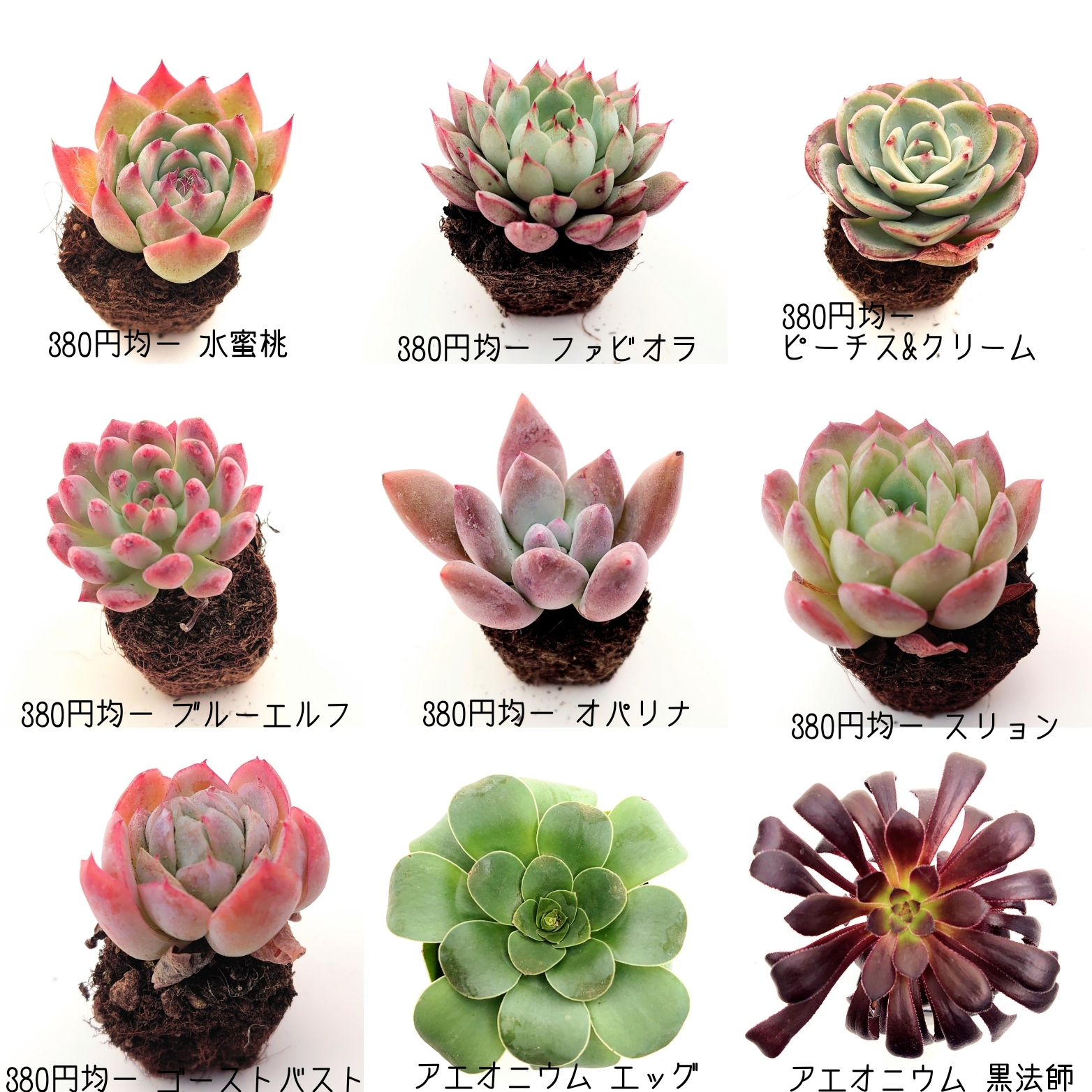 2月9日商品ラインナップ更新