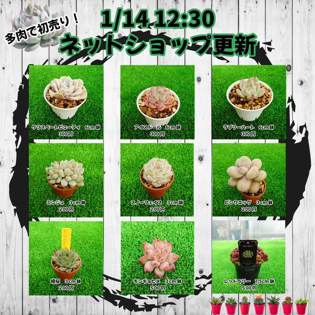 1/14新しい商品が販売開始です