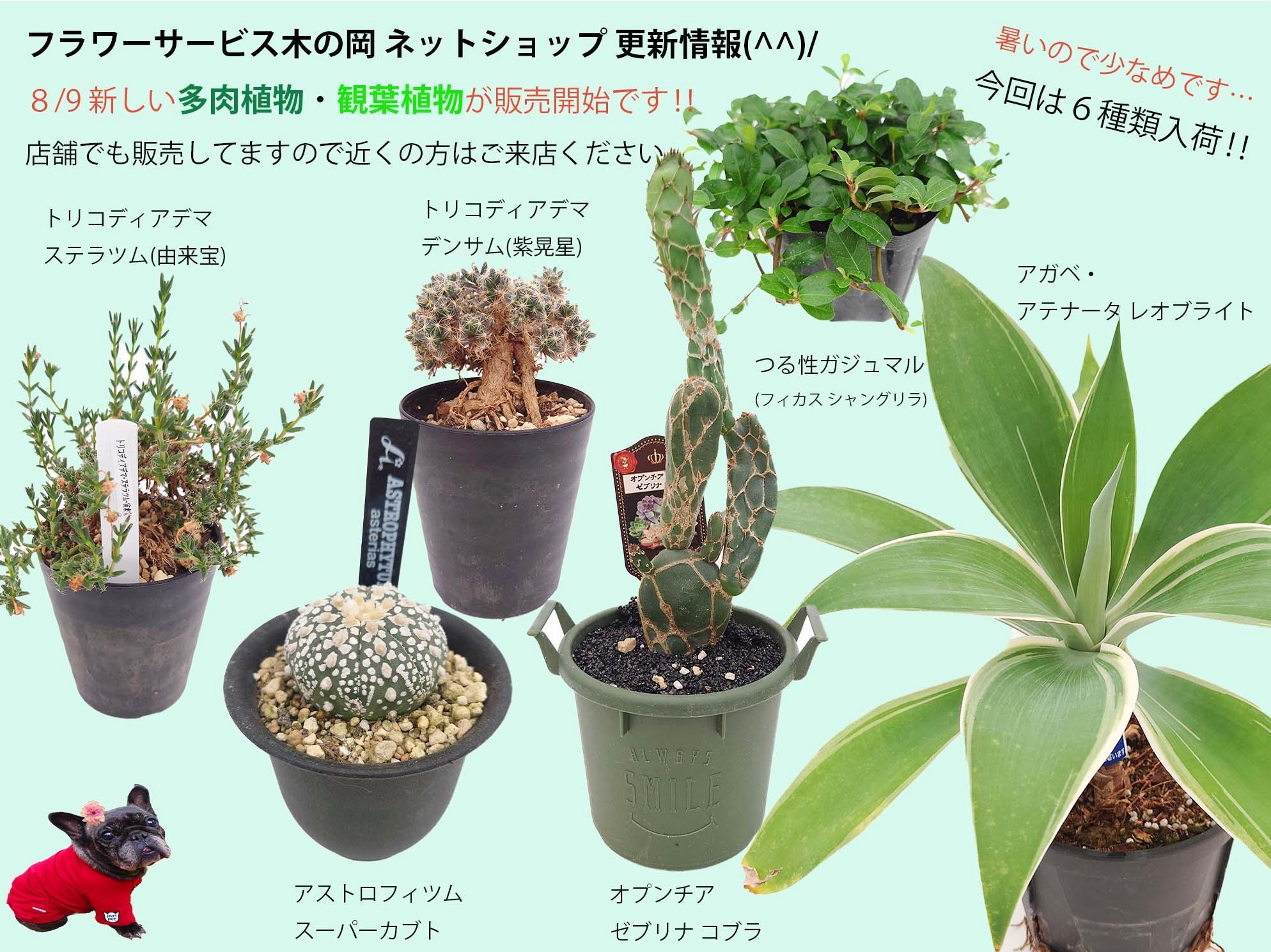 8/9商品ラインナップ更新します