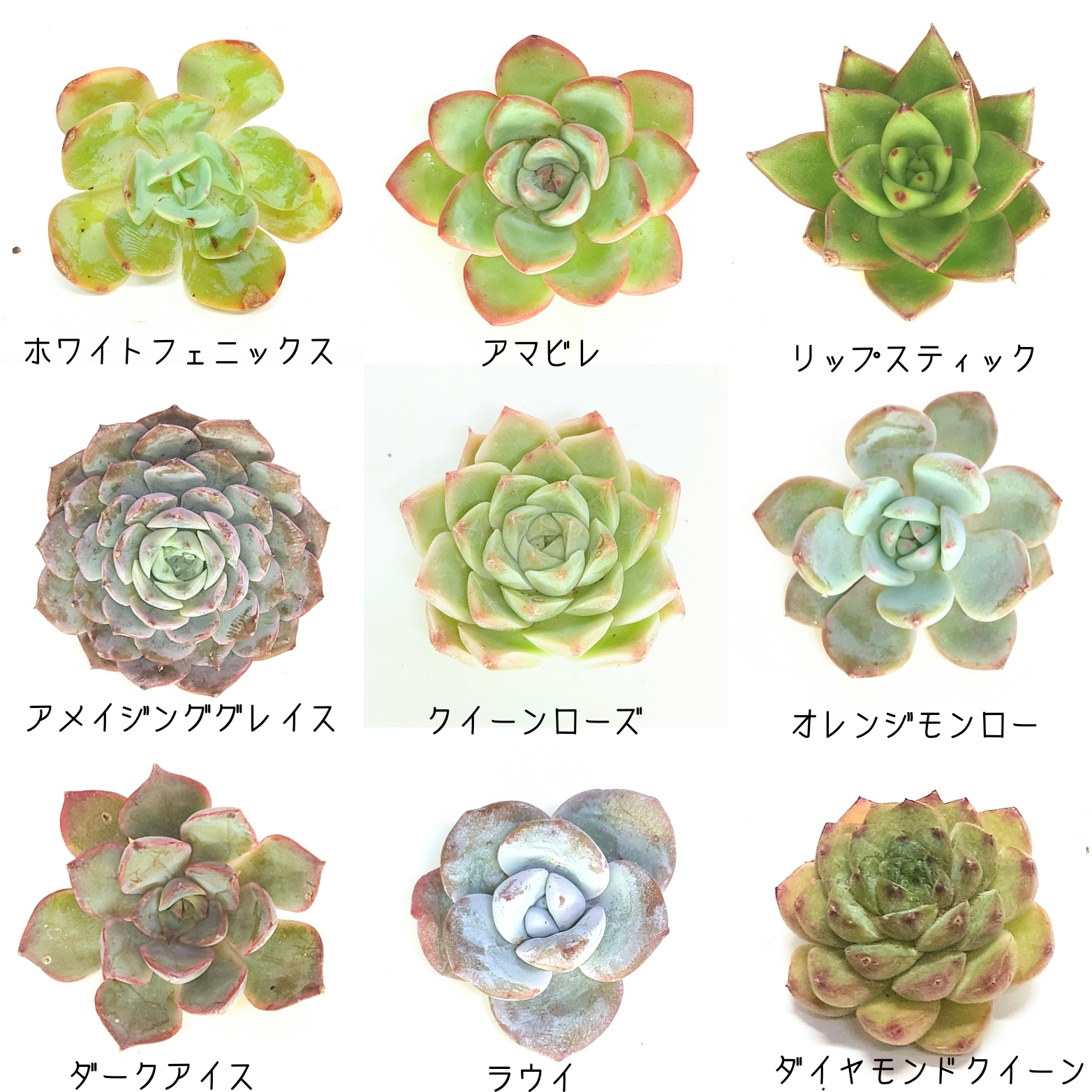 12/7商品ラインナップ更新します。