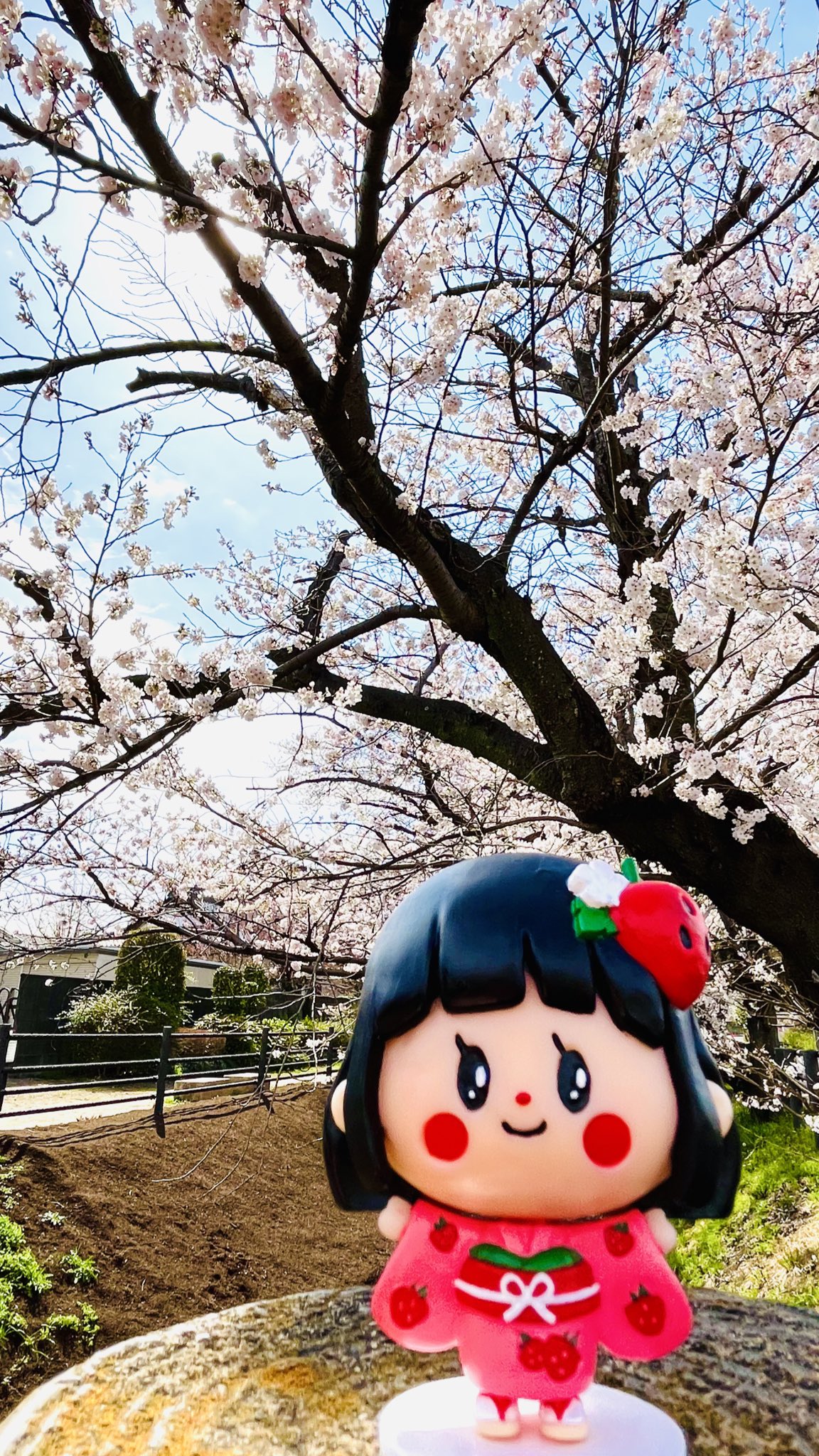 #22 おとちがフィギュアになりました&桜が開花