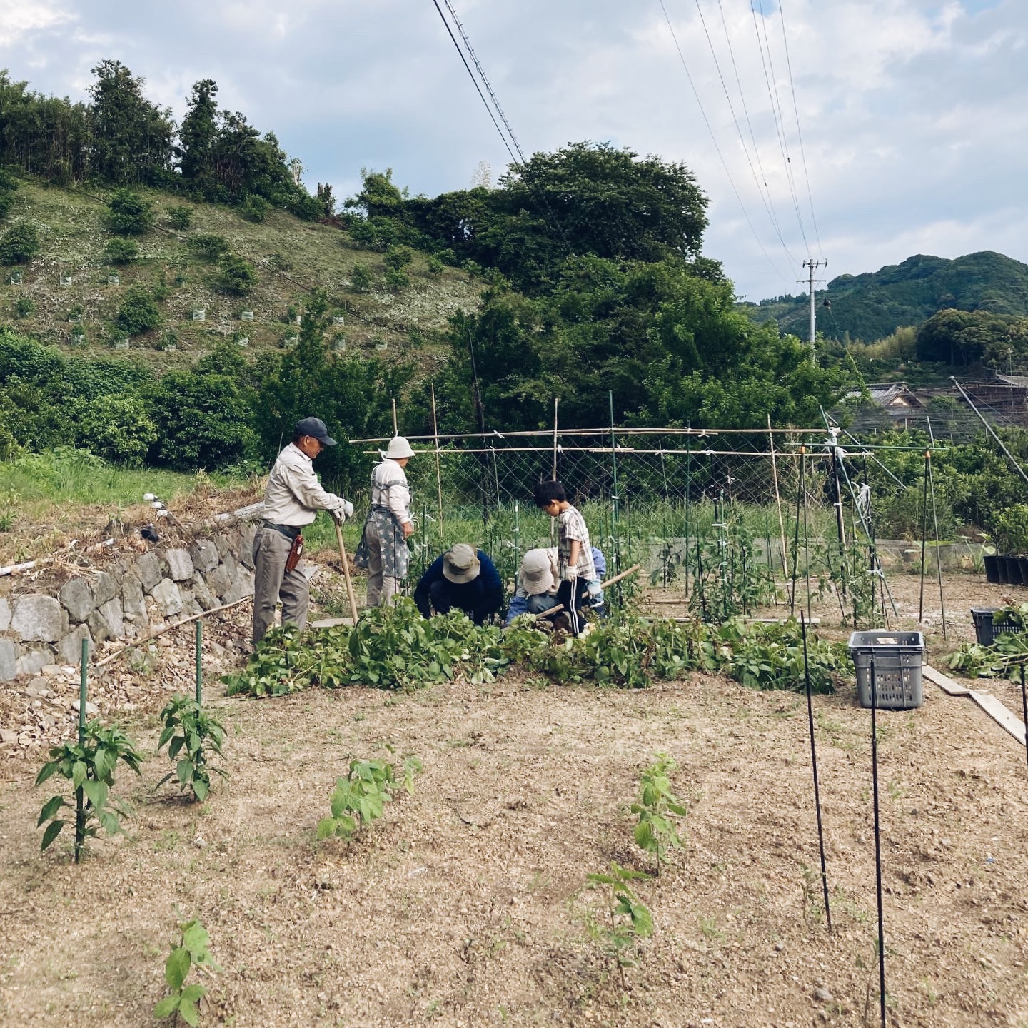 宝探しみたい！じゃがいも掘り