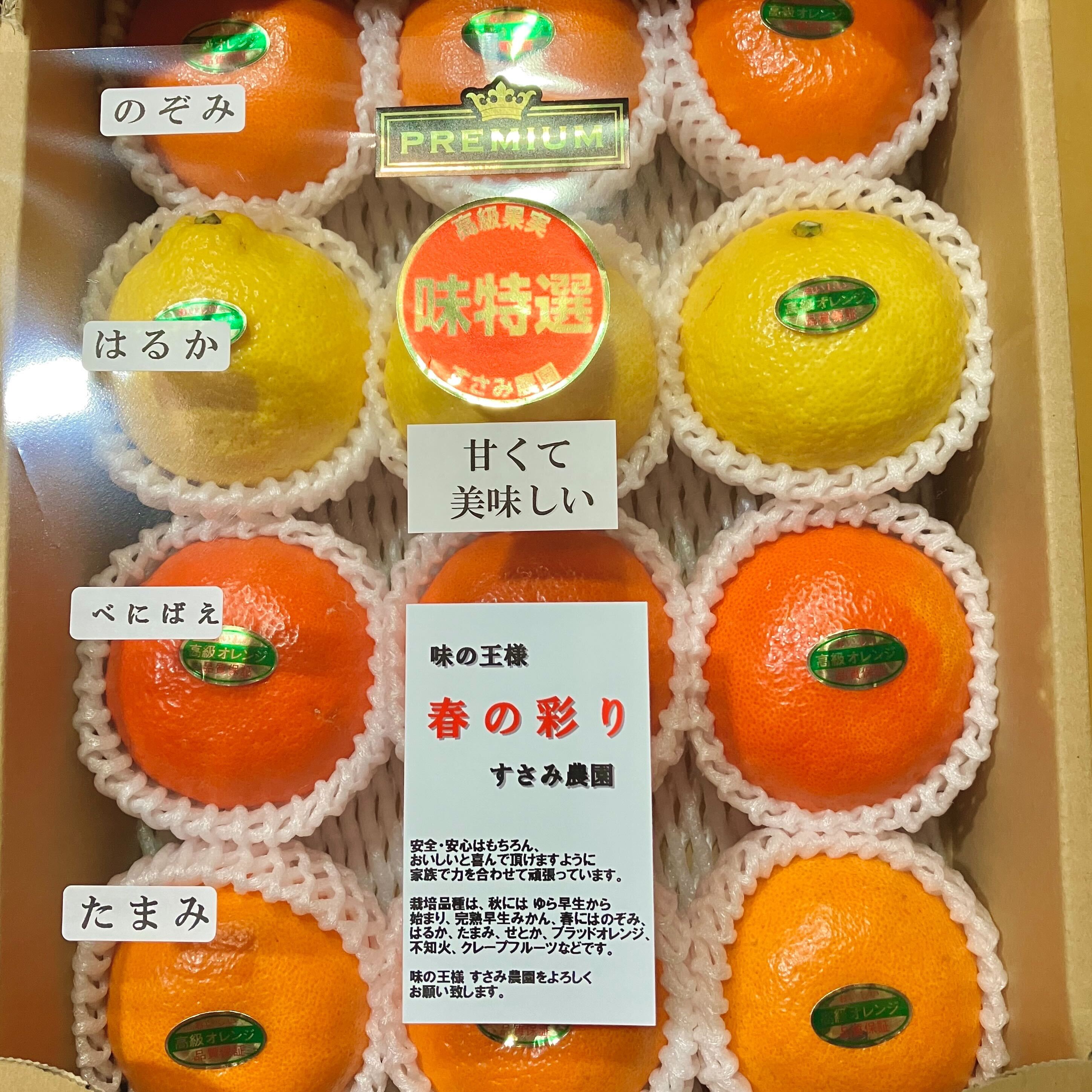 たまみ・はるか・のぞみ など、人気みかんが続々販売中です！