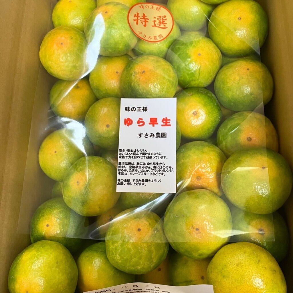 今年もみかん販売開始しました