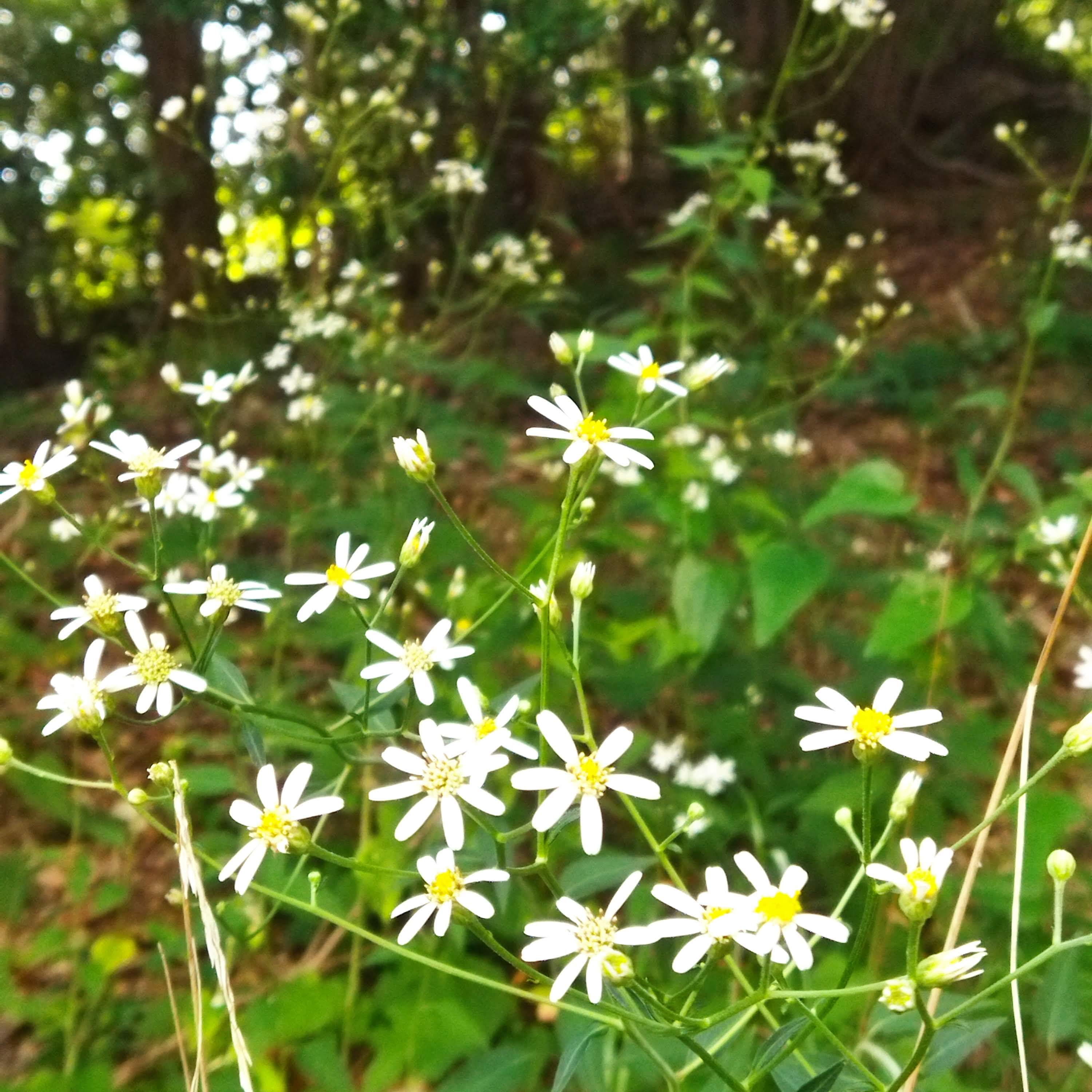 ショップの見直しのお知らせ