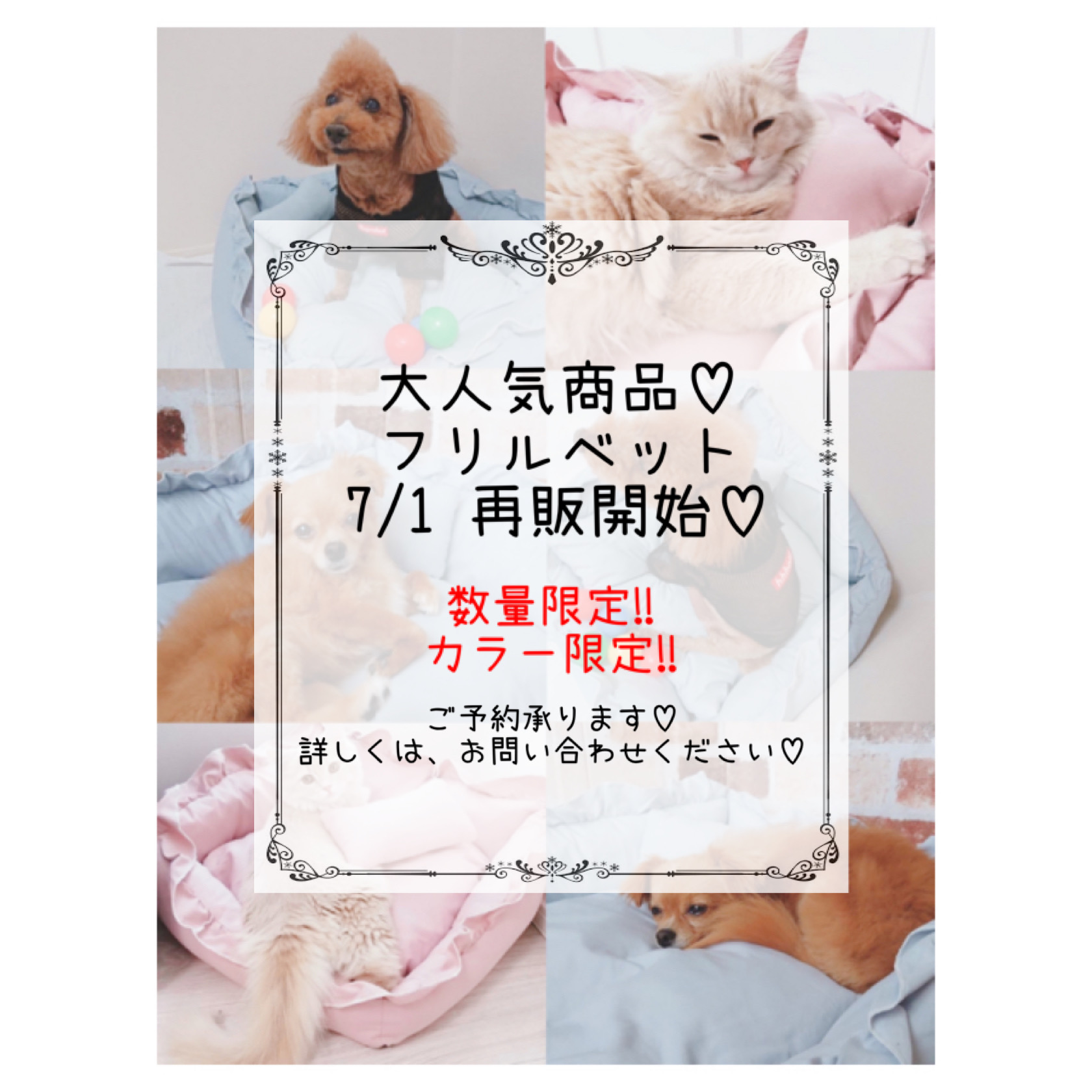 フリルベット♡7/1再販開始♡