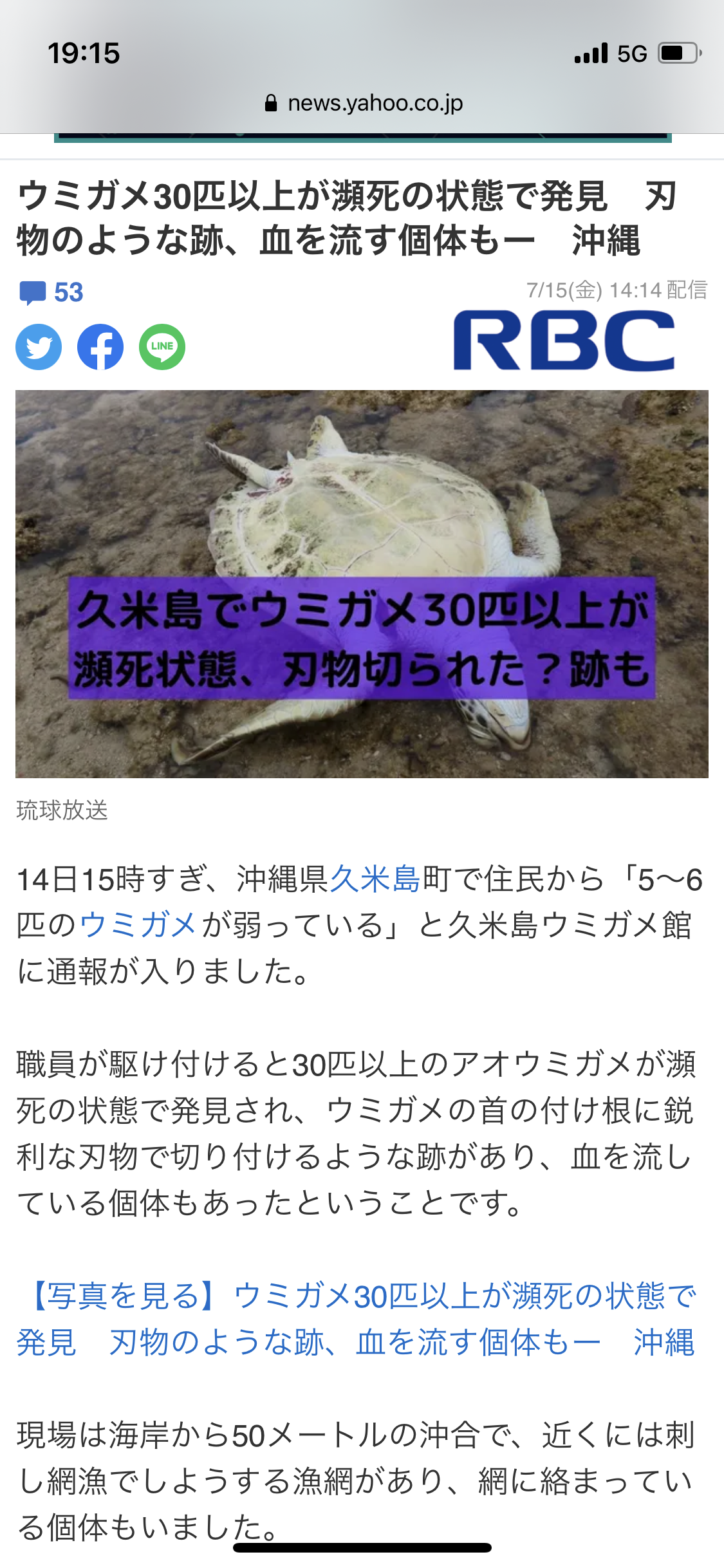 ウミガメが…