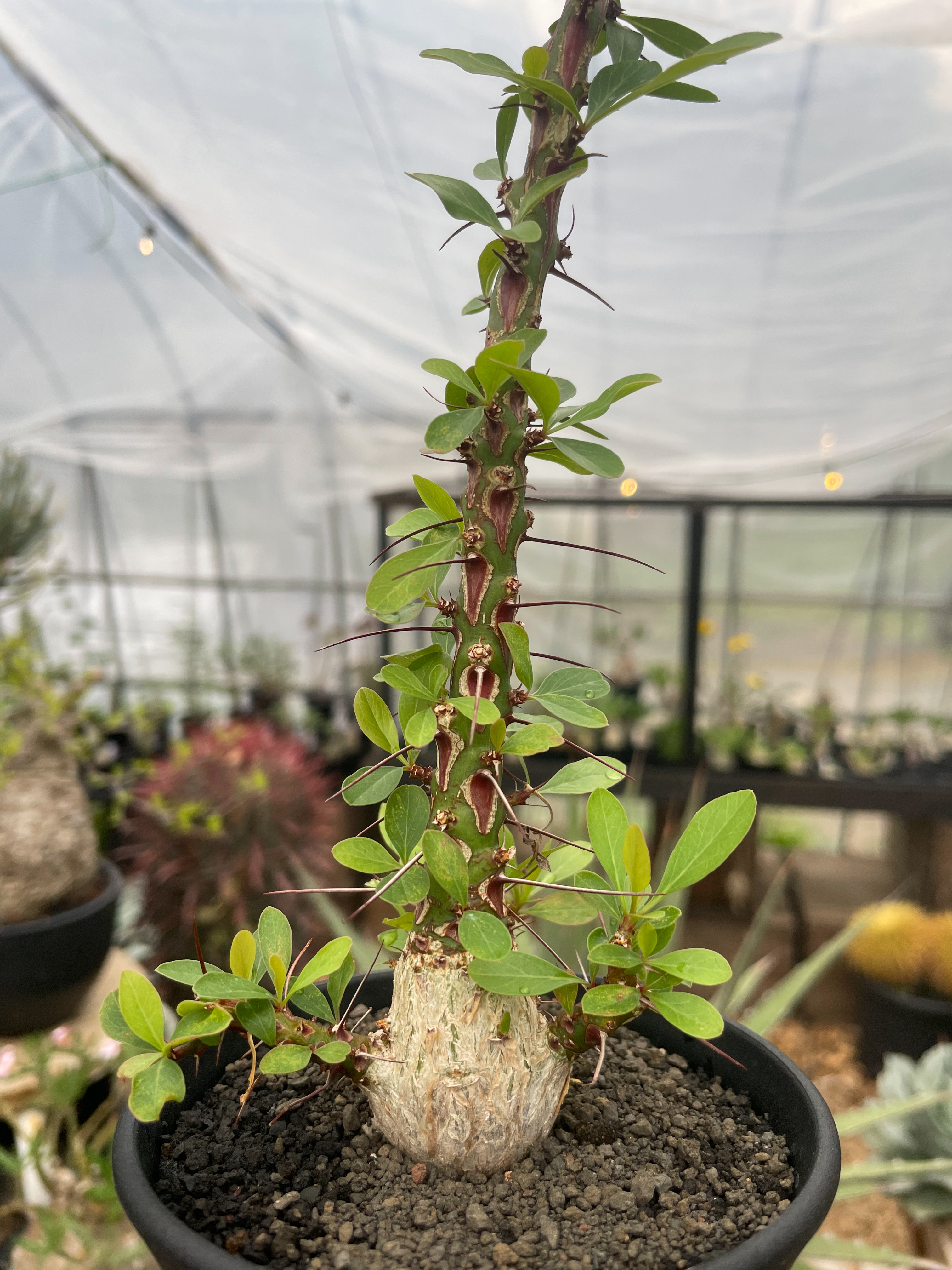 展開中！塊根植物の近況レポート