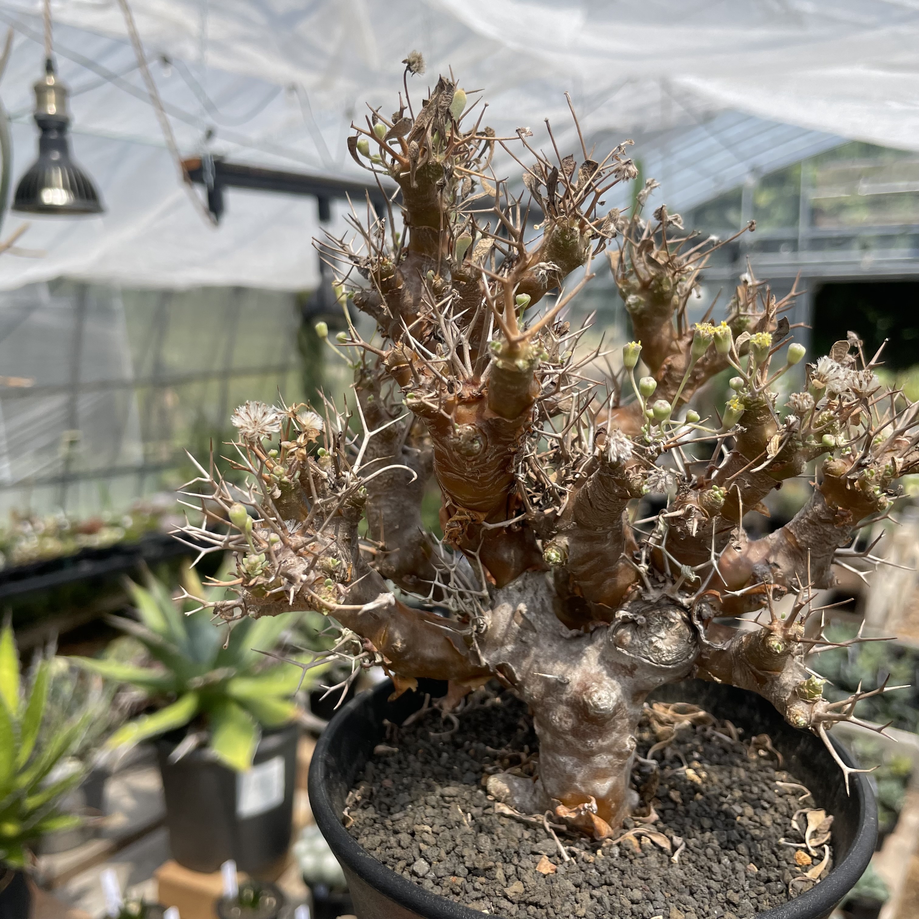 これからが育て時！動き出した冬型塊根植物たち