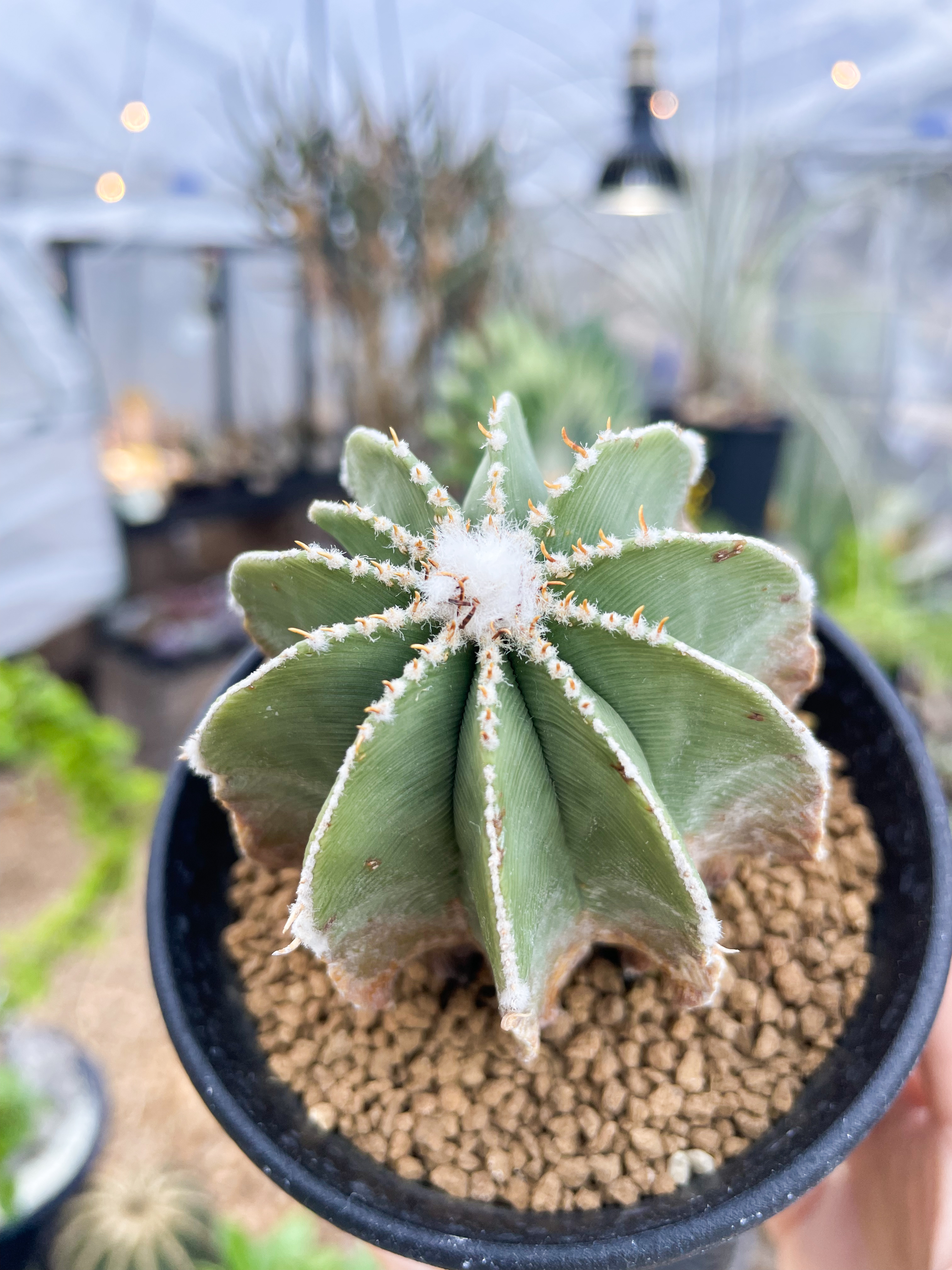 RIMO'S GREEN 【Saboten & Succulent】