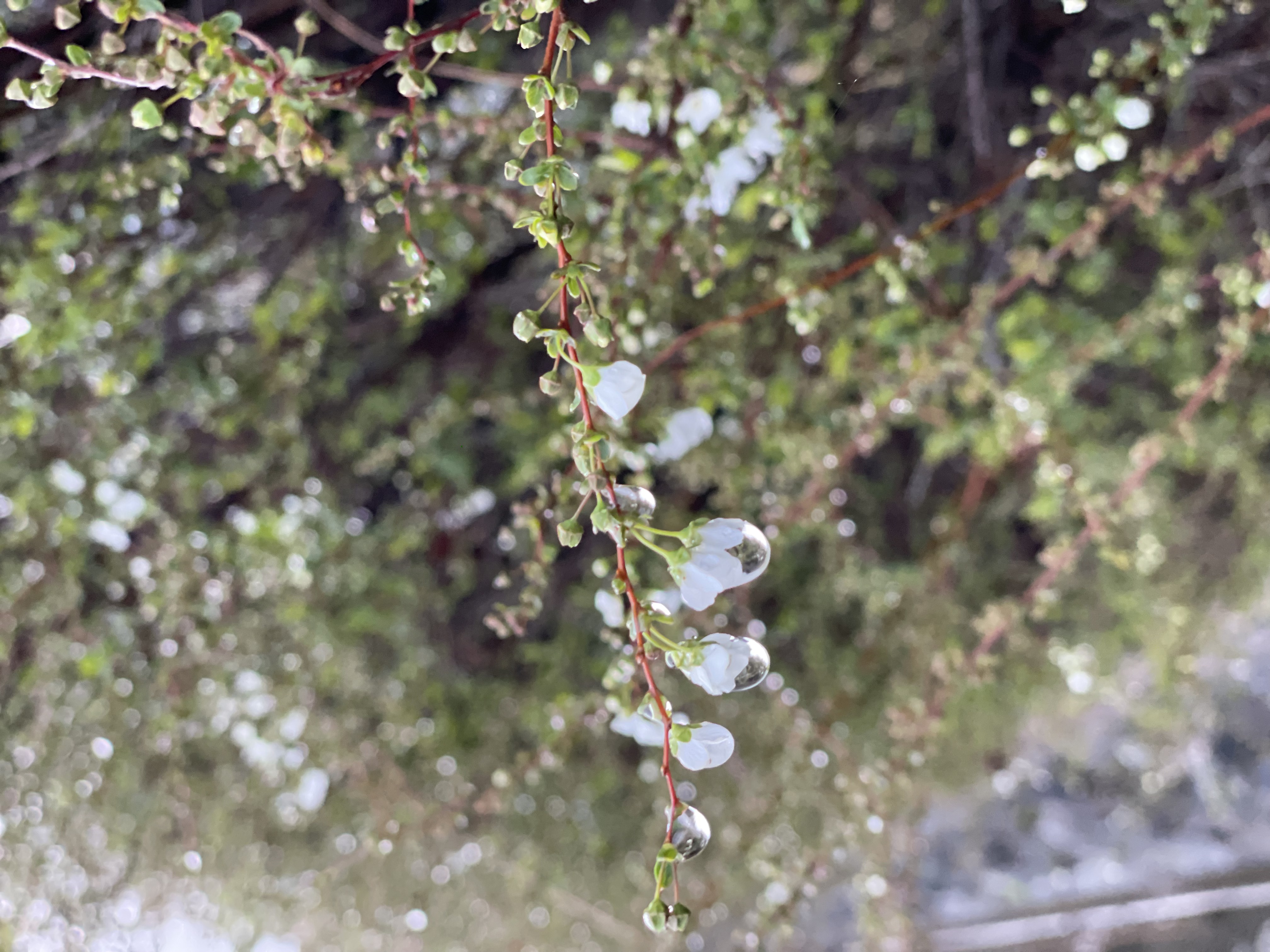 spring has  come !!!