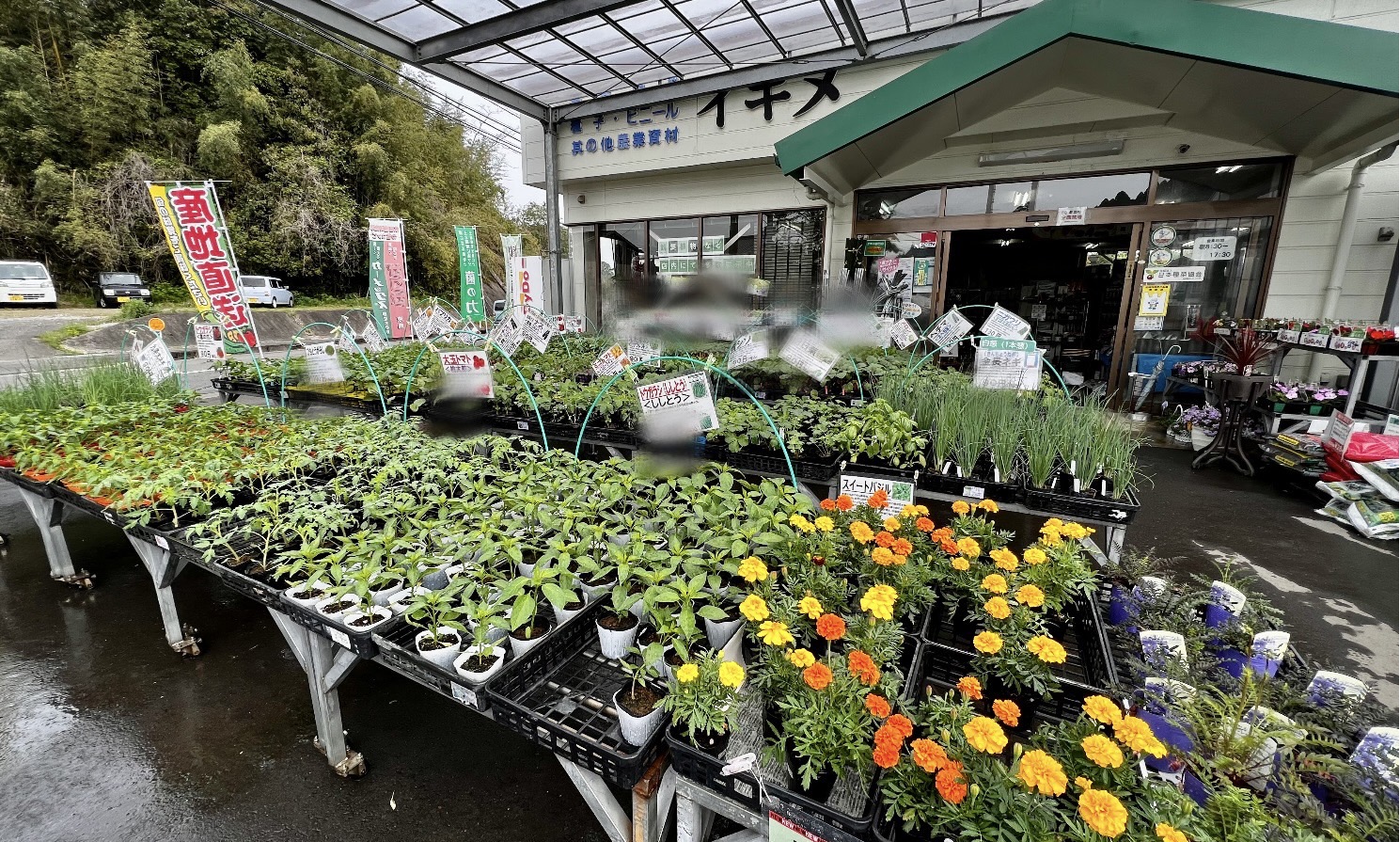 春野菜苗、続々入荷！！