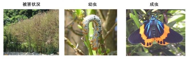 ひとつばの木（イヌマキ）に来る害虫！