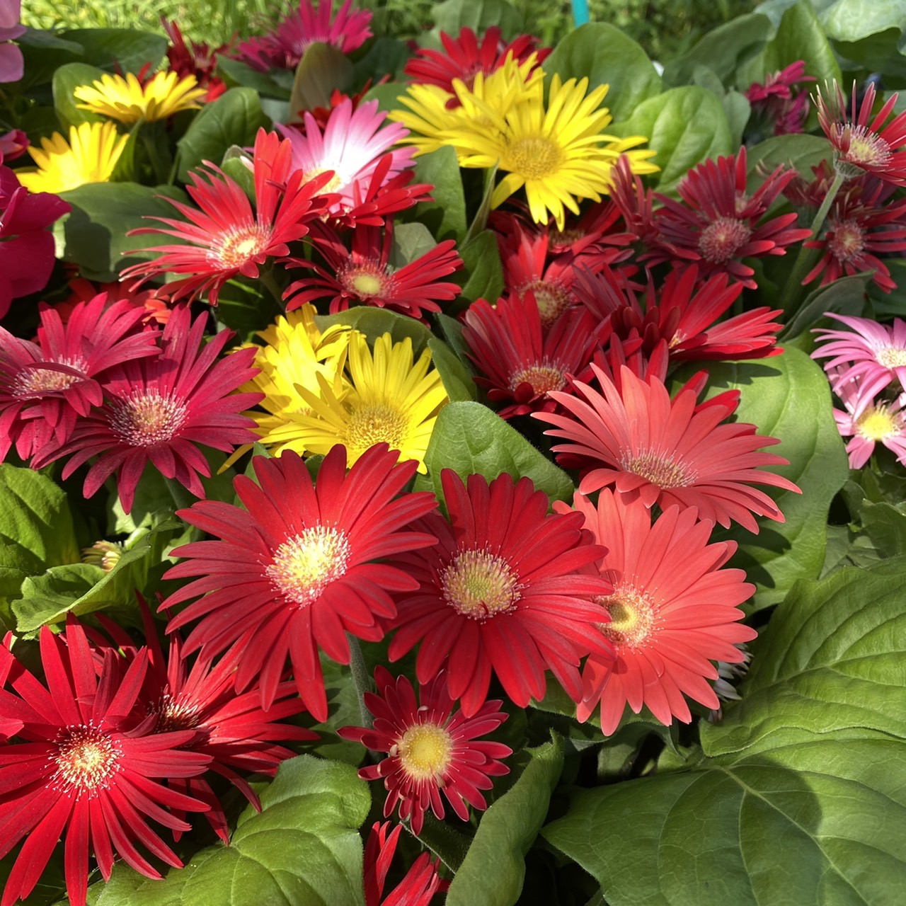 本日の入荷商品！（花苗・野菜苗）