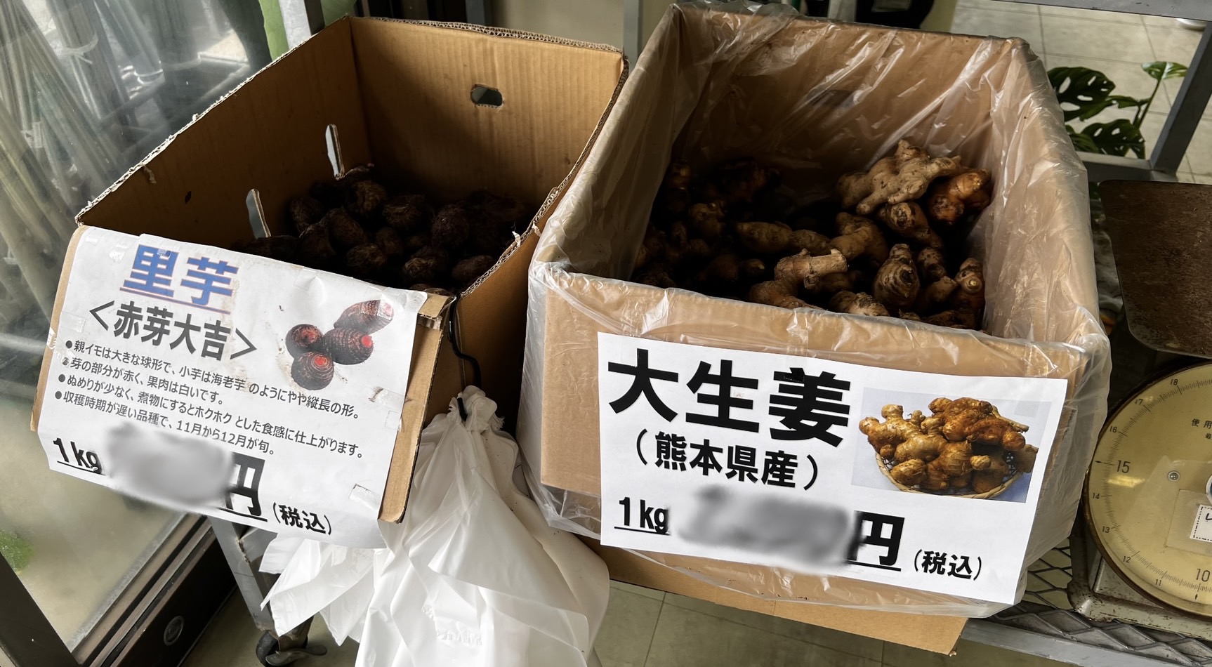 生姜・里芋も入荷しました！