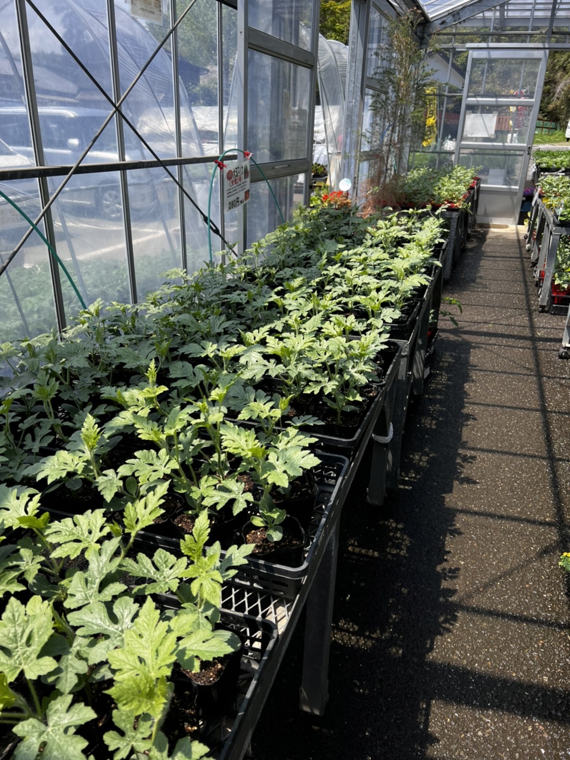 【接木苗】　今週、最後の入荷！　
