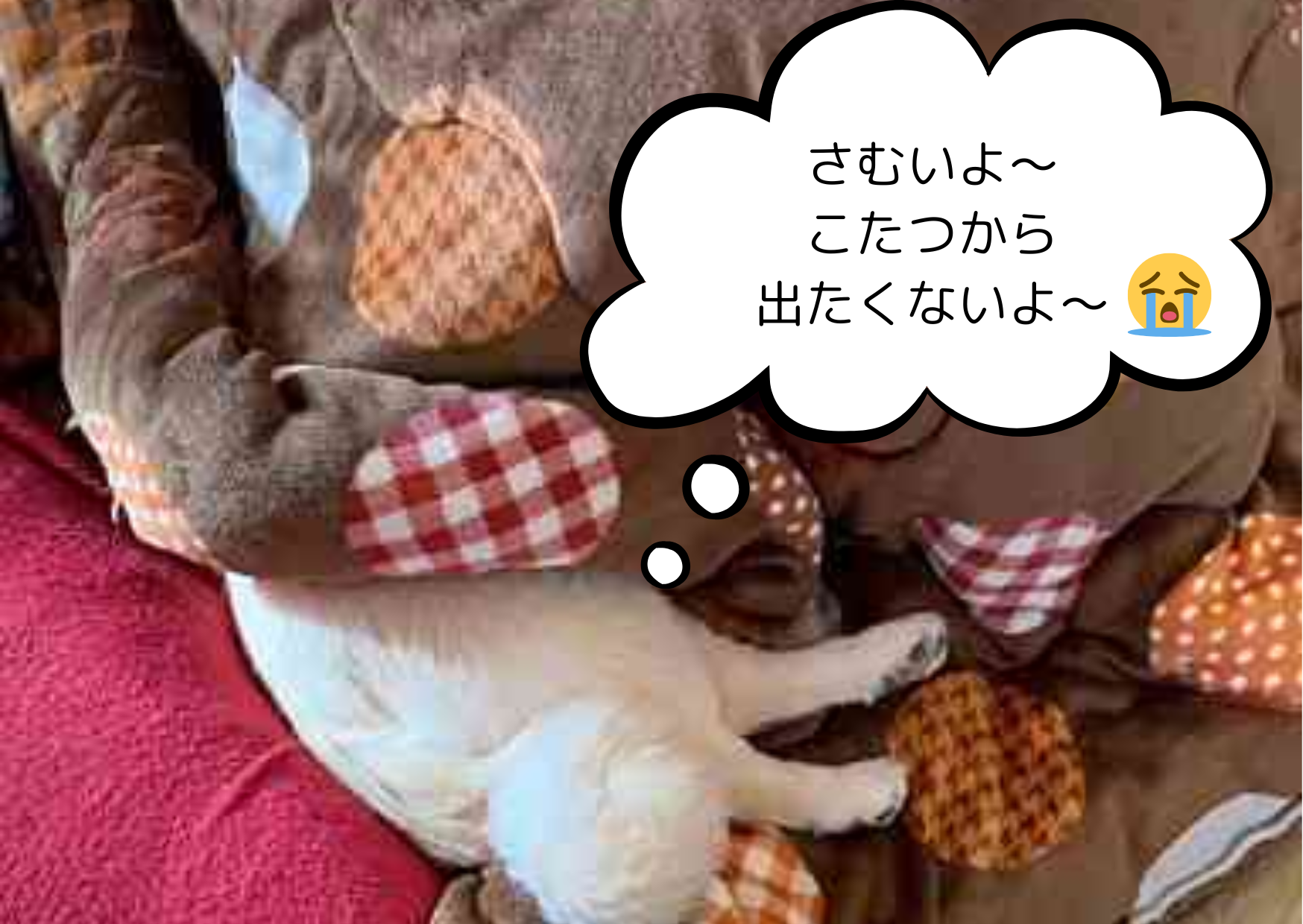 本日から通常営業開始です！
