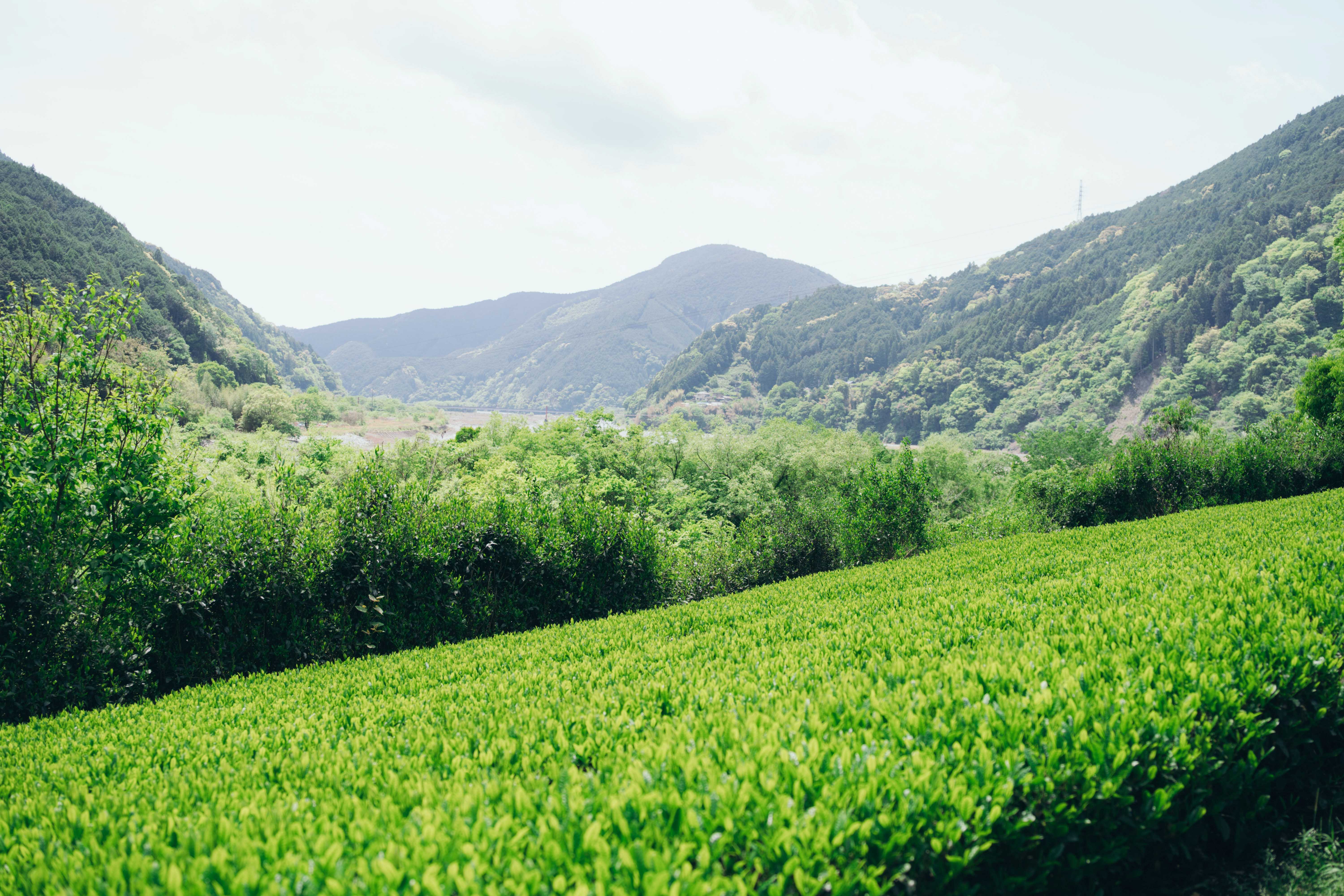 新茶巡り～静岡県本山～