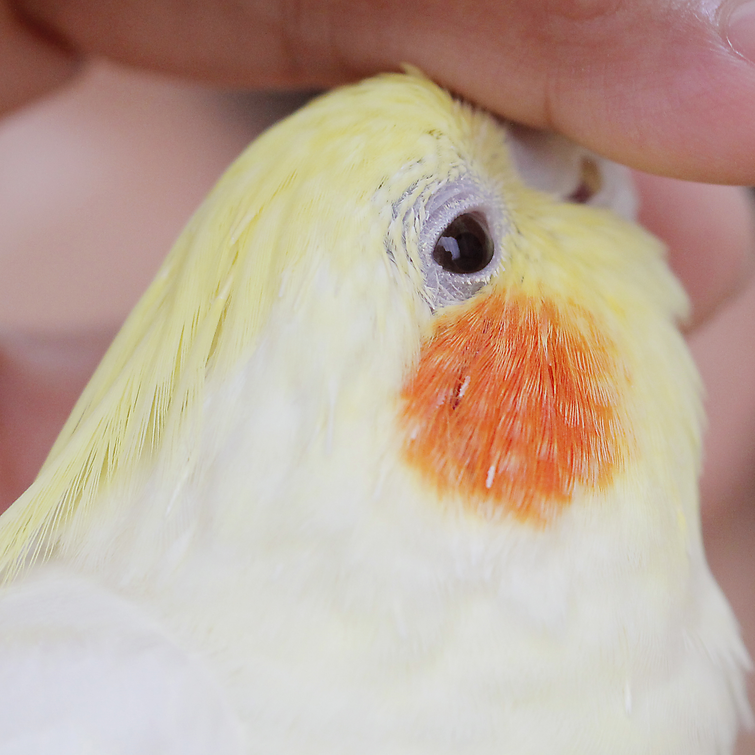 11年目を迎えた傷ついた小鳥を救うチャリティー