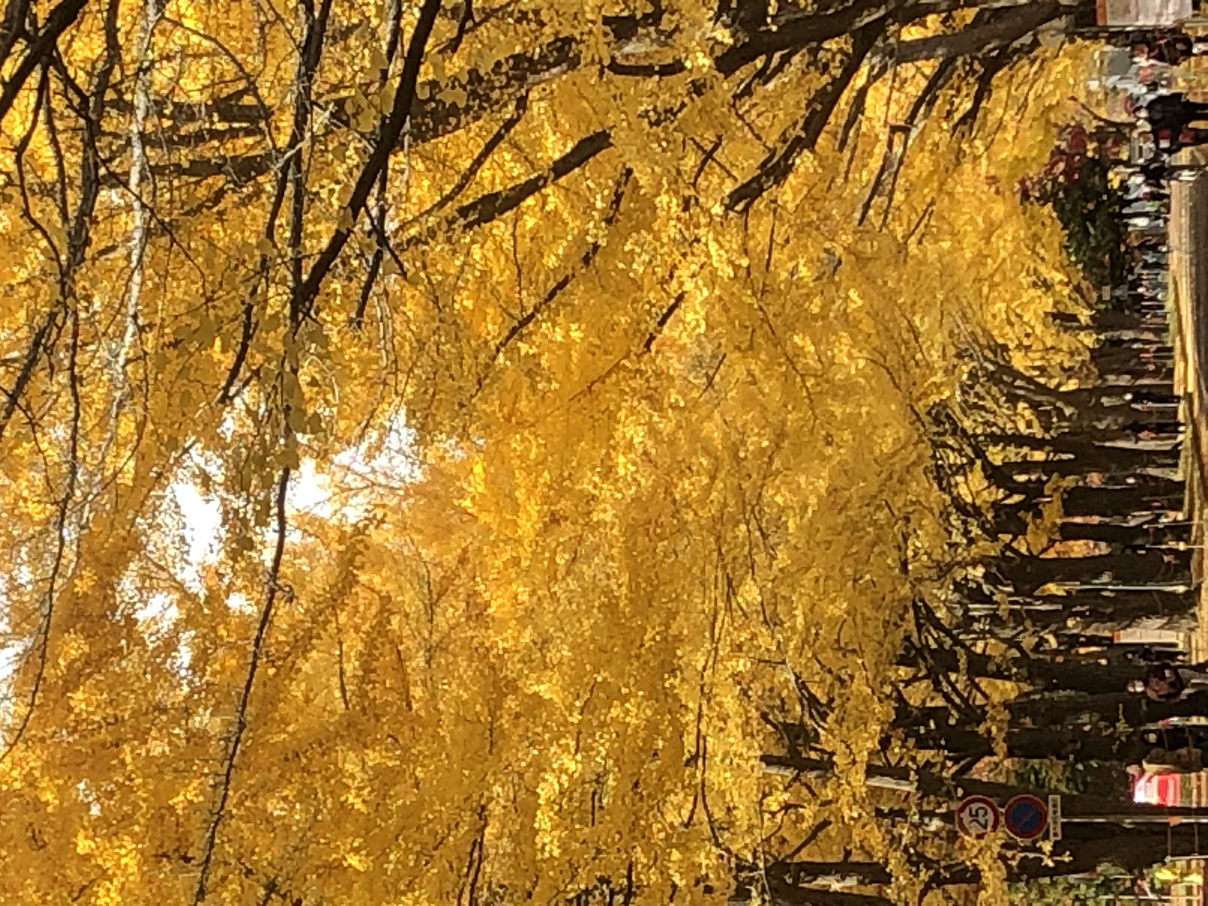 おやすみなさい