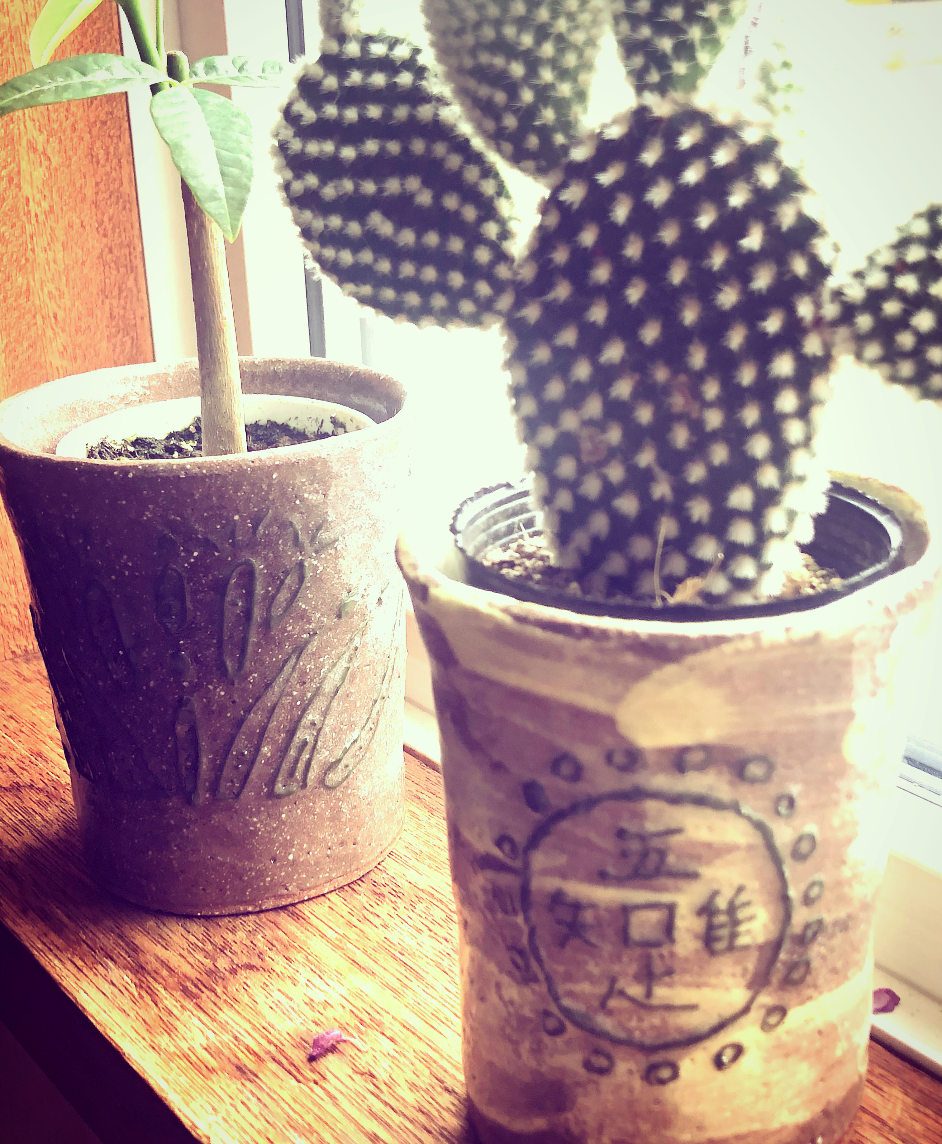 100均の植物を…