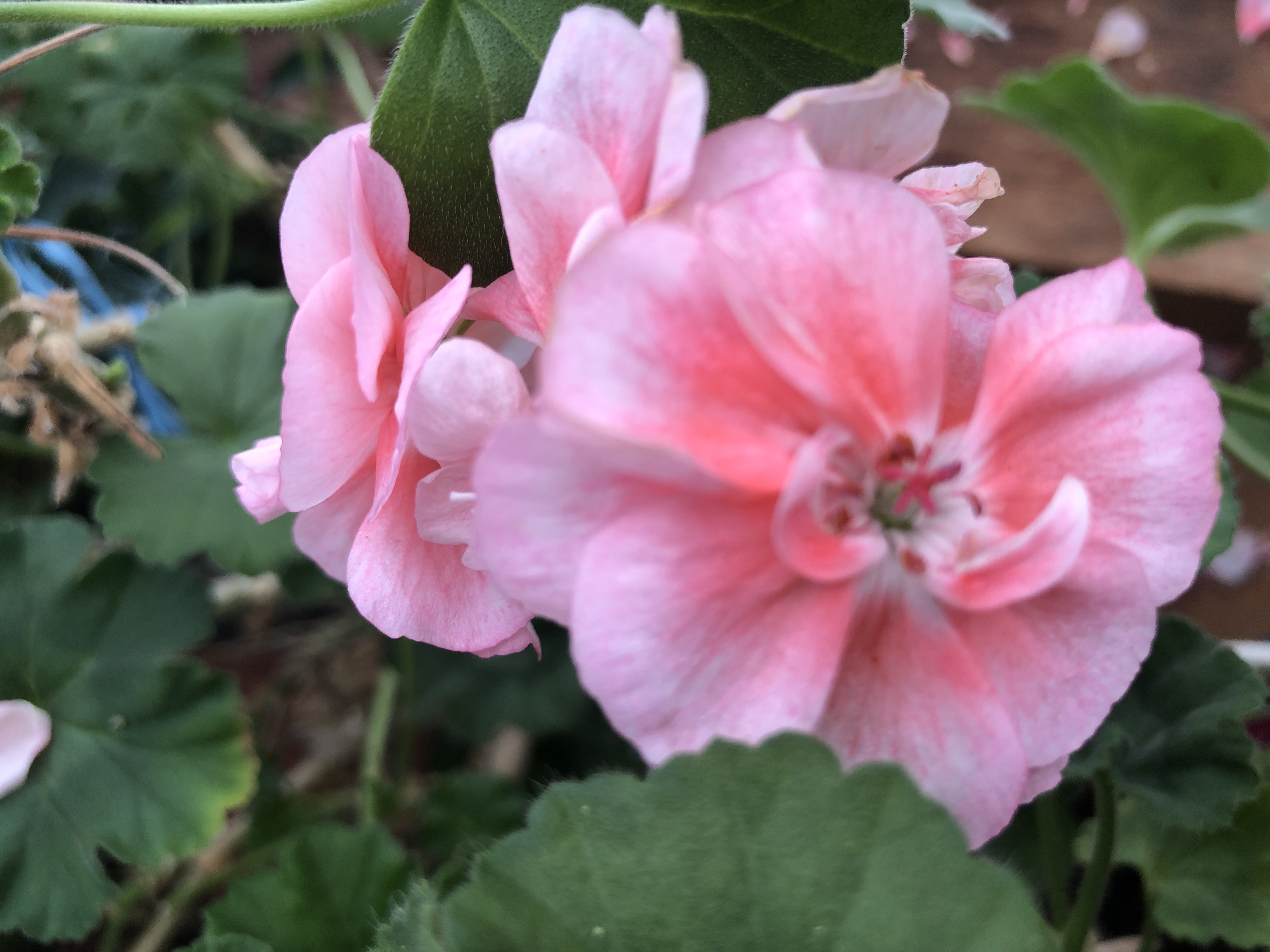 ありがとうございました