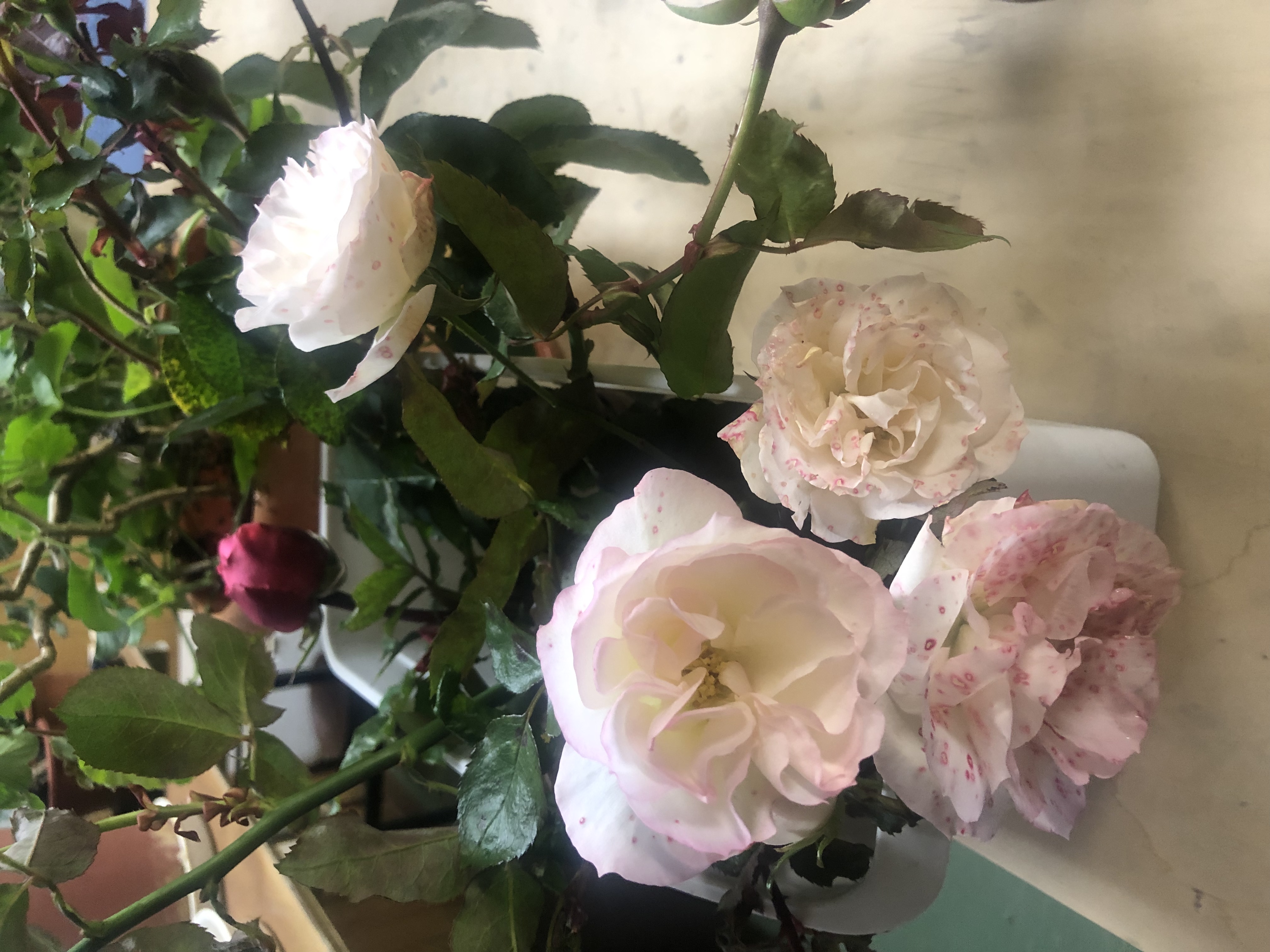 壊れた、腫れた