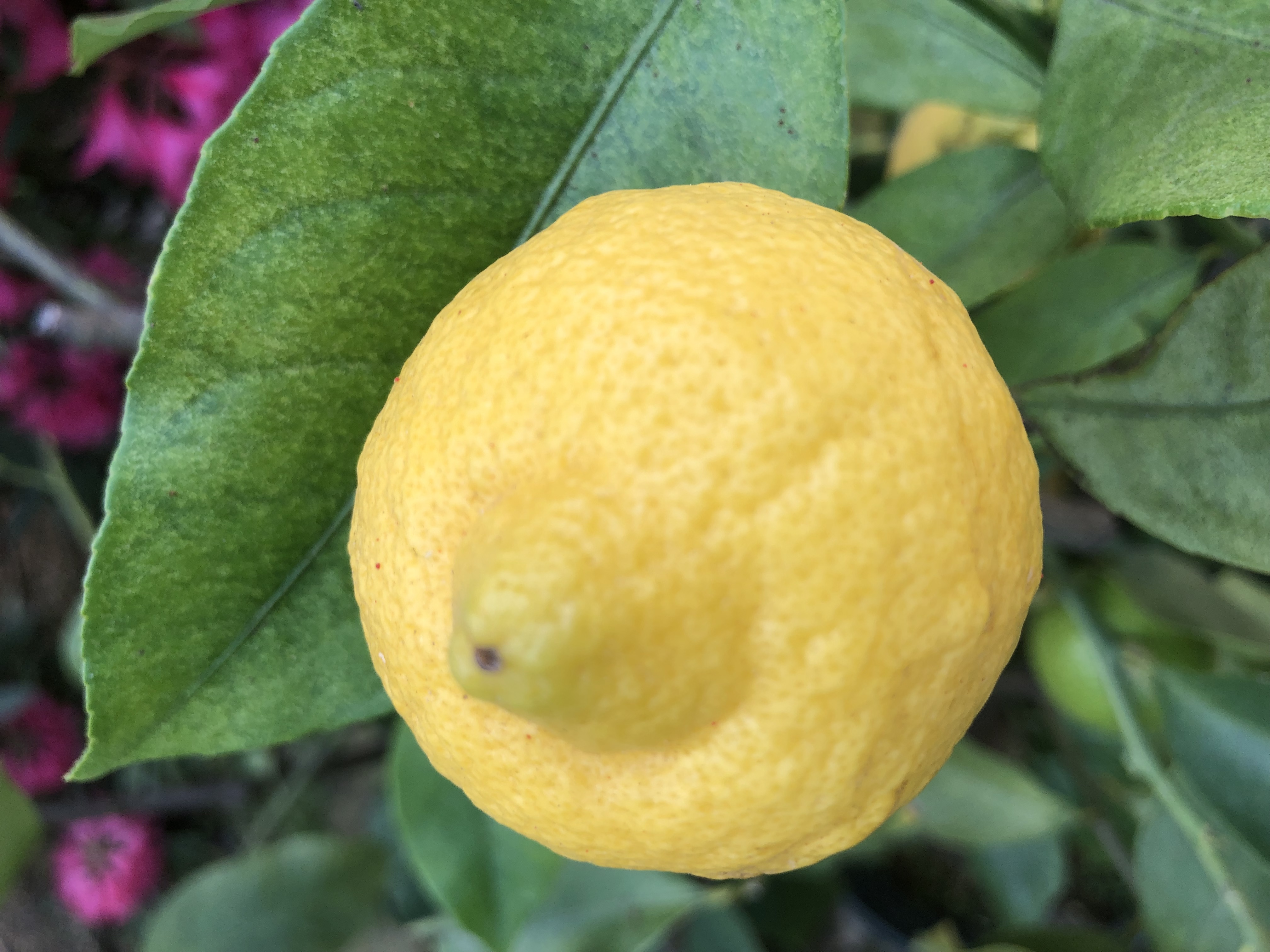 リニューアル（予告です）