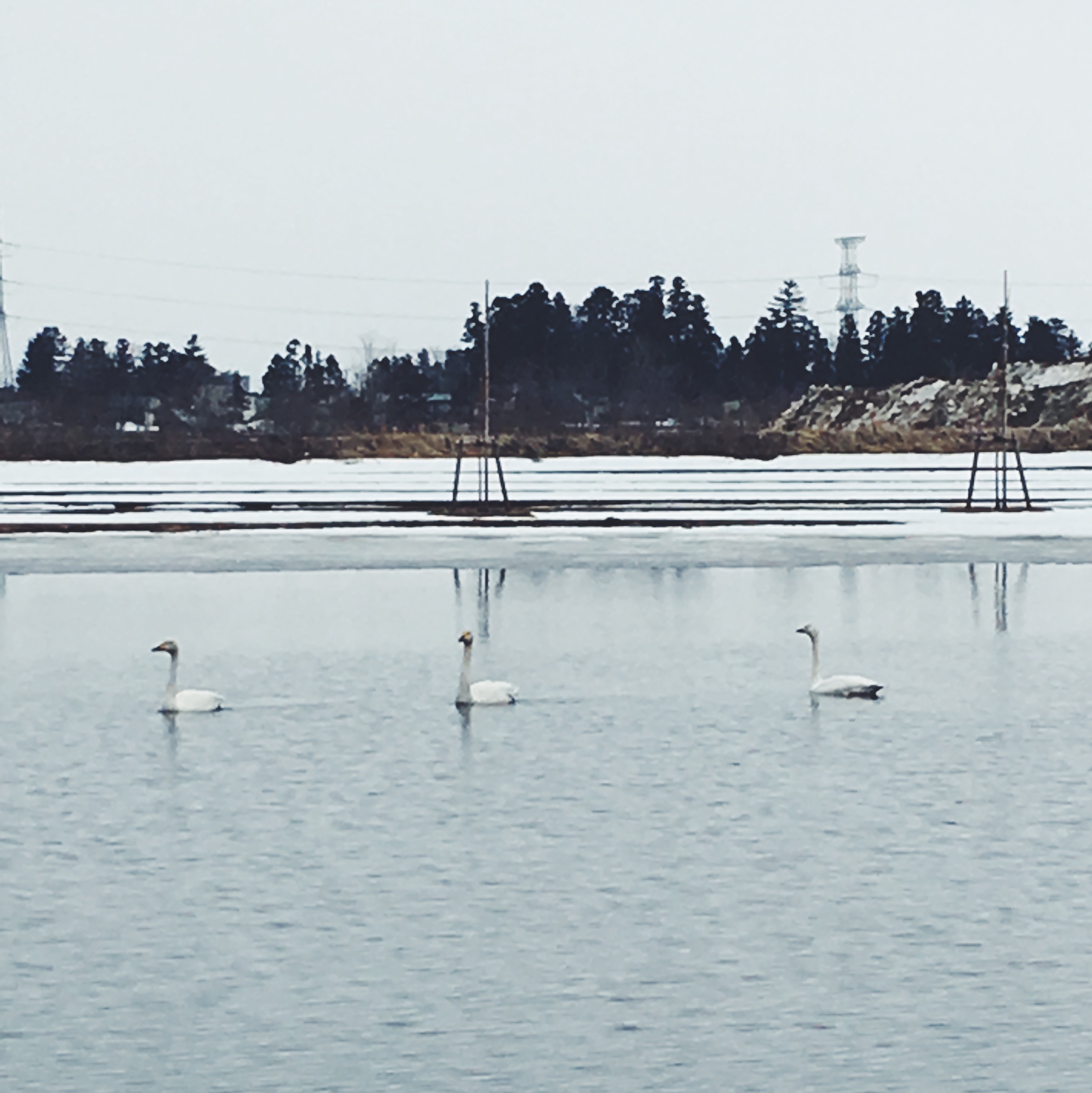 白鳥の越冬地、飯豊
