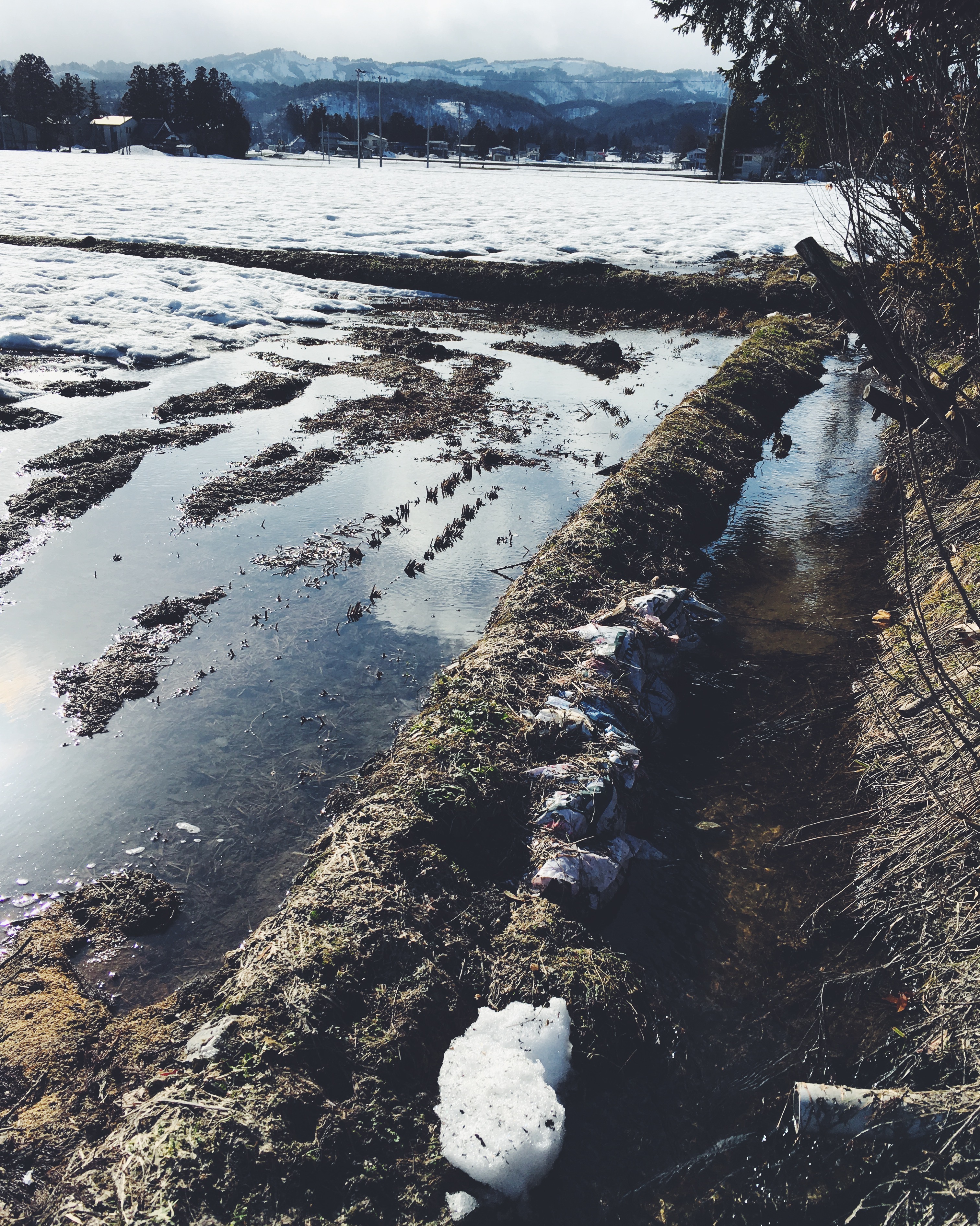 田んぼの雪解け