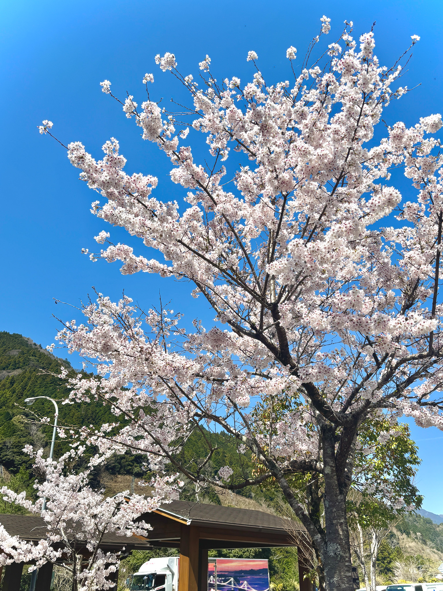 桜が満開です🌸