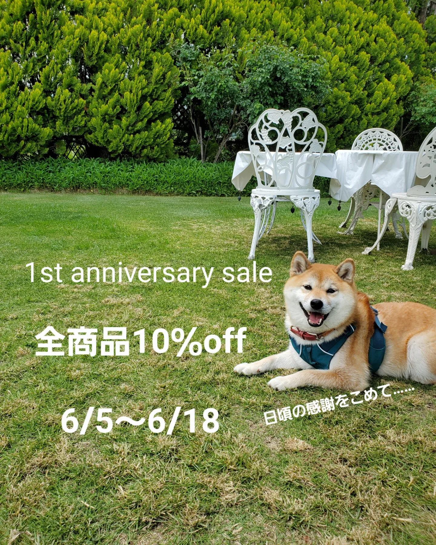 1st anniversary sale
