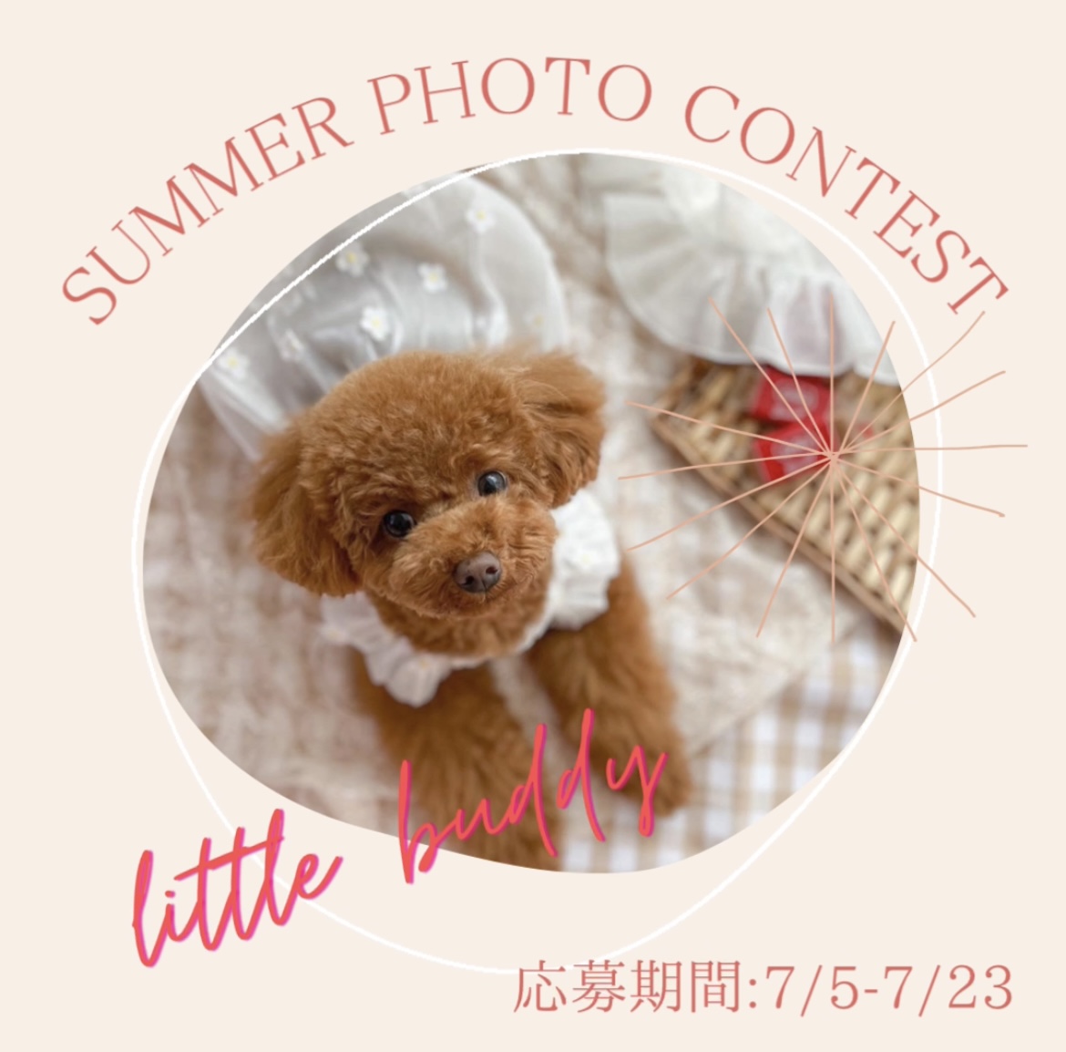 \夏のフォトコンテスト開催/