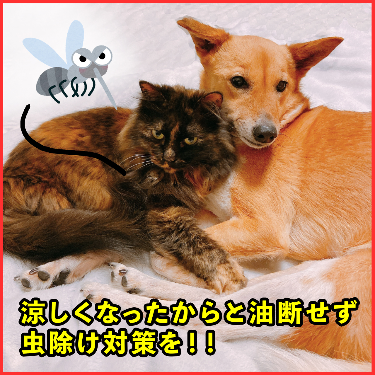 涼しくなったからと油断せず虫除け対策を！！