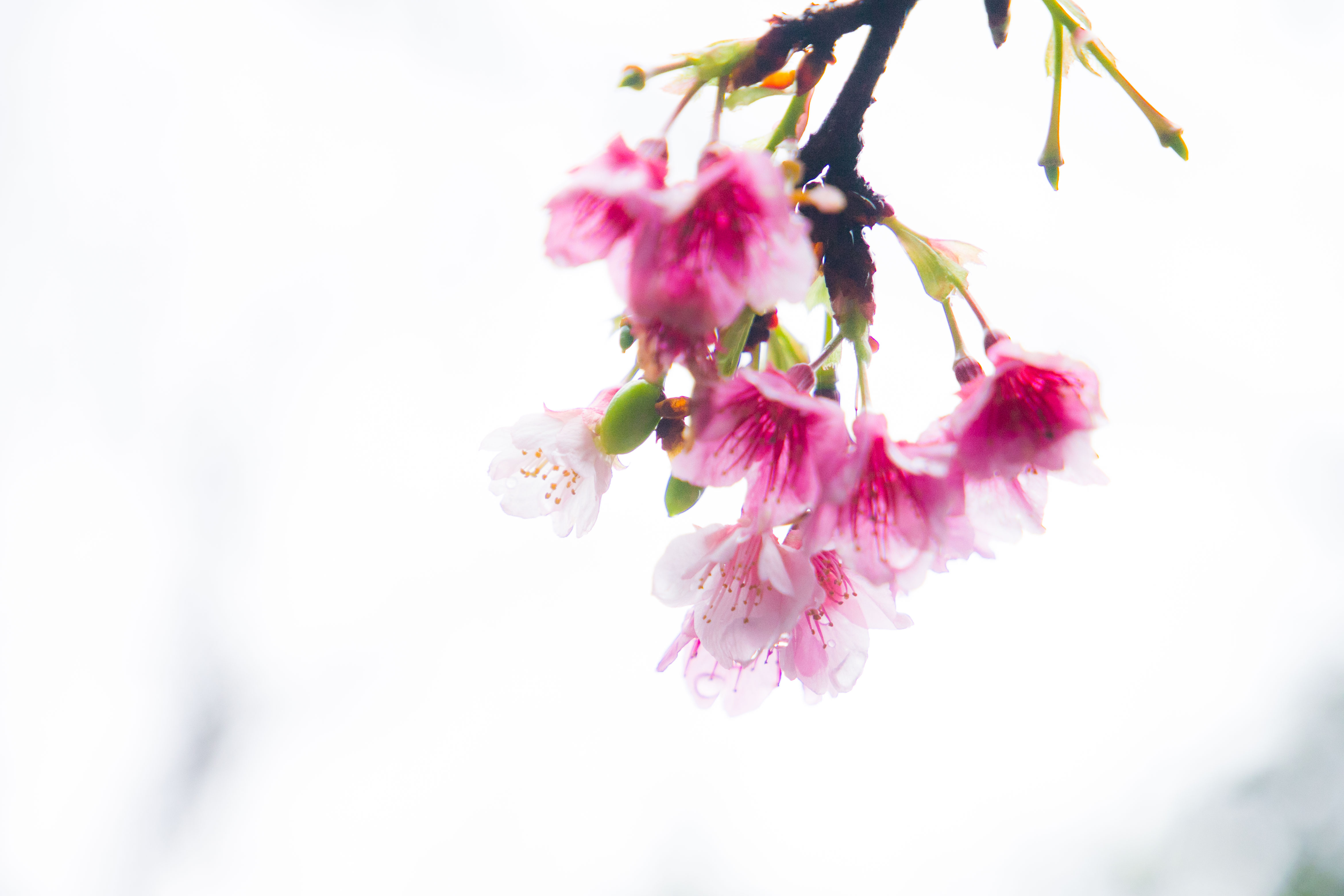 八重山桜