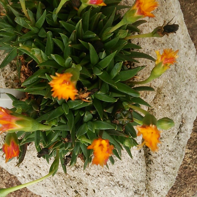 三時草、開花♪