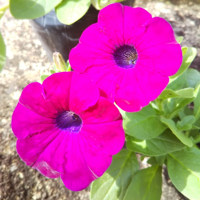オリジナルペチュニア、開花中♪