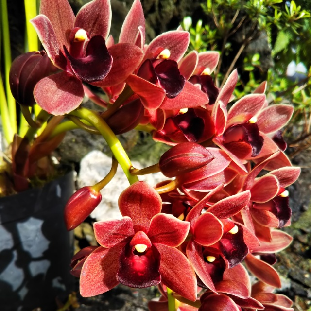 フォアゴットンフルーツ、開花♪
