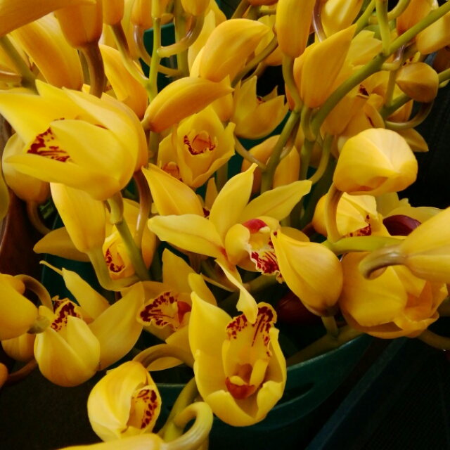  季節は冬。シンビジュームの花を楽しみましょう！