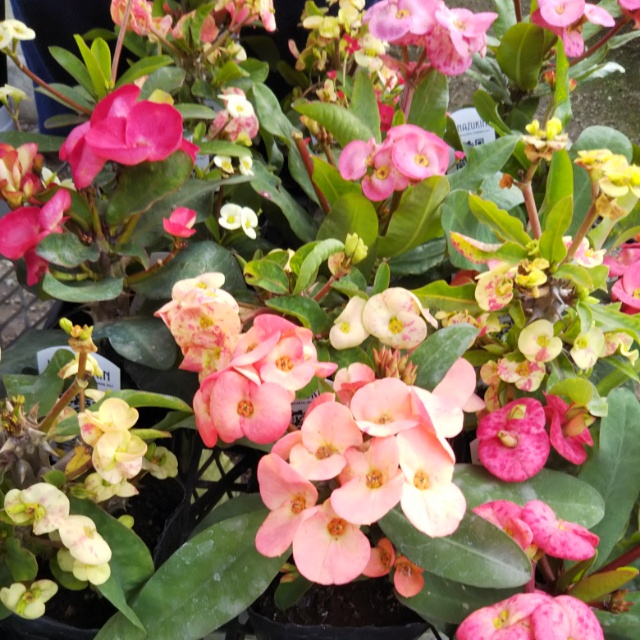 花キリン各種、開花中♪