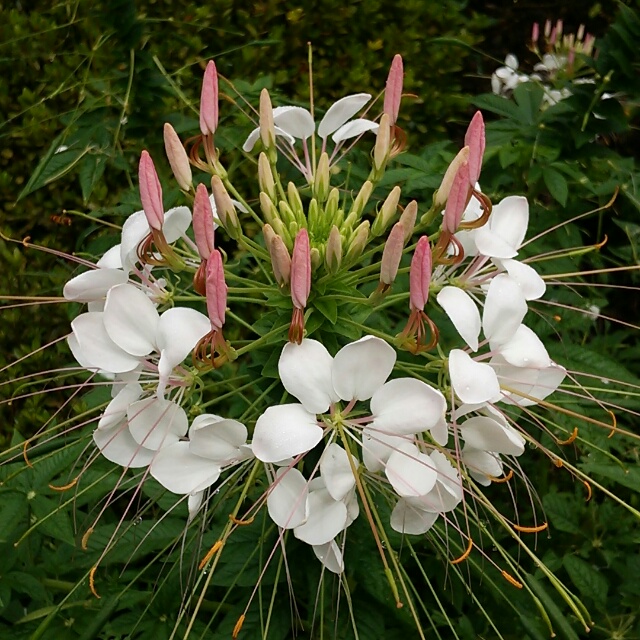 花魁草、開花中♪