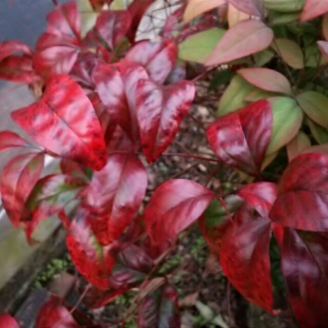 お正月のお庭を彩る植物３選！