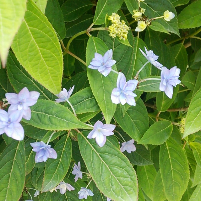 山アジサイ各種、開花中♪