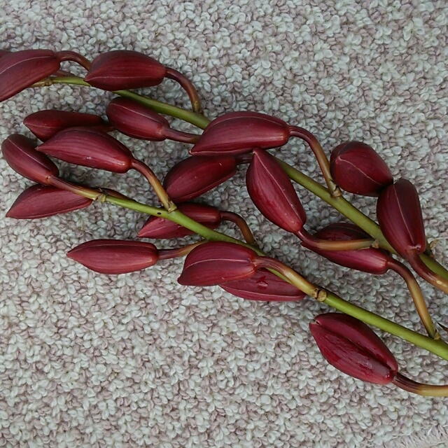 くれない、開花中♪